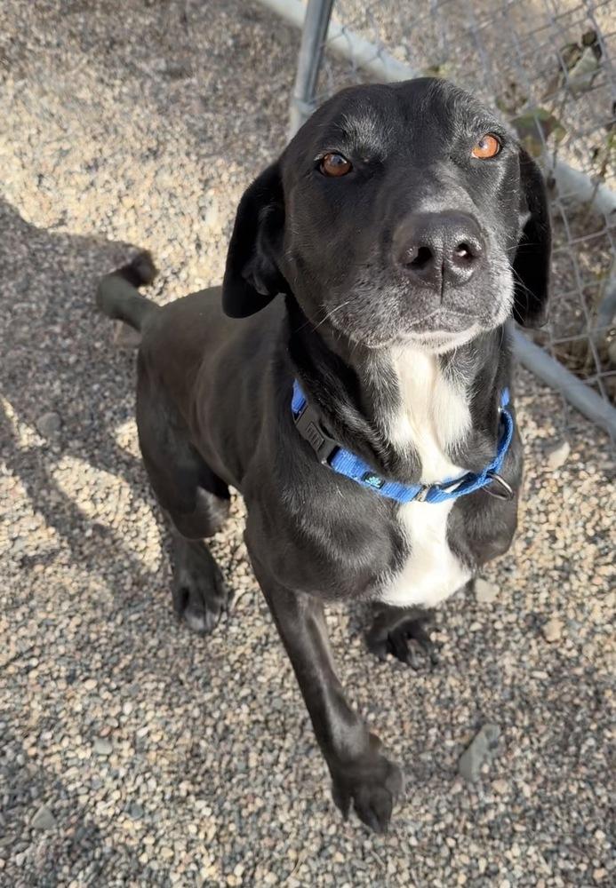 Oreo, a Adoptable mixed breed in Bemidji, MN image 4/6