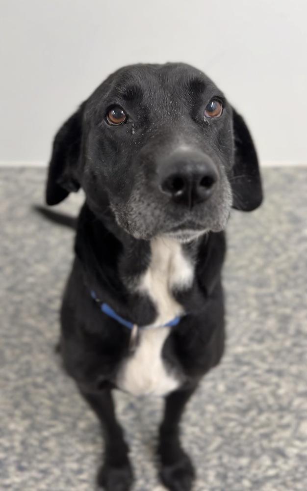 Oreo, a Adoptable mixed breed in Bemidji, MN image 5/6