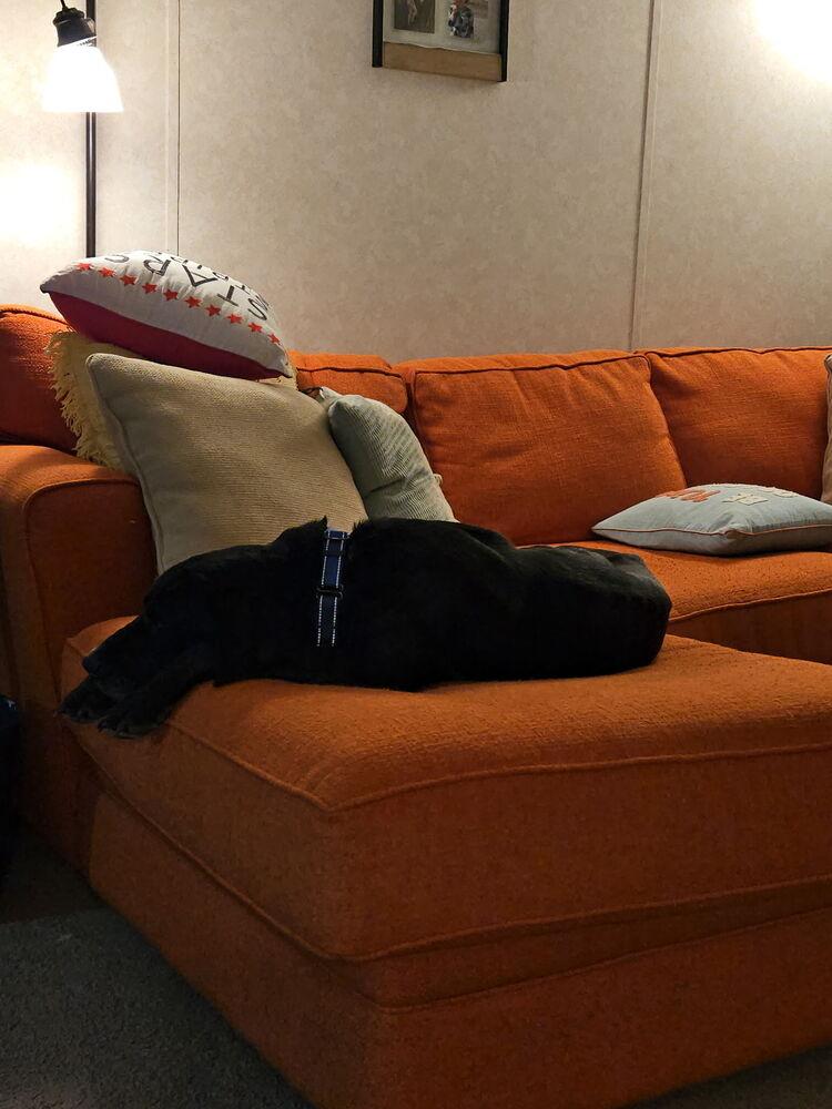 Oreo, a Adoptable mixed breed in Bemidji, MN image 6/6