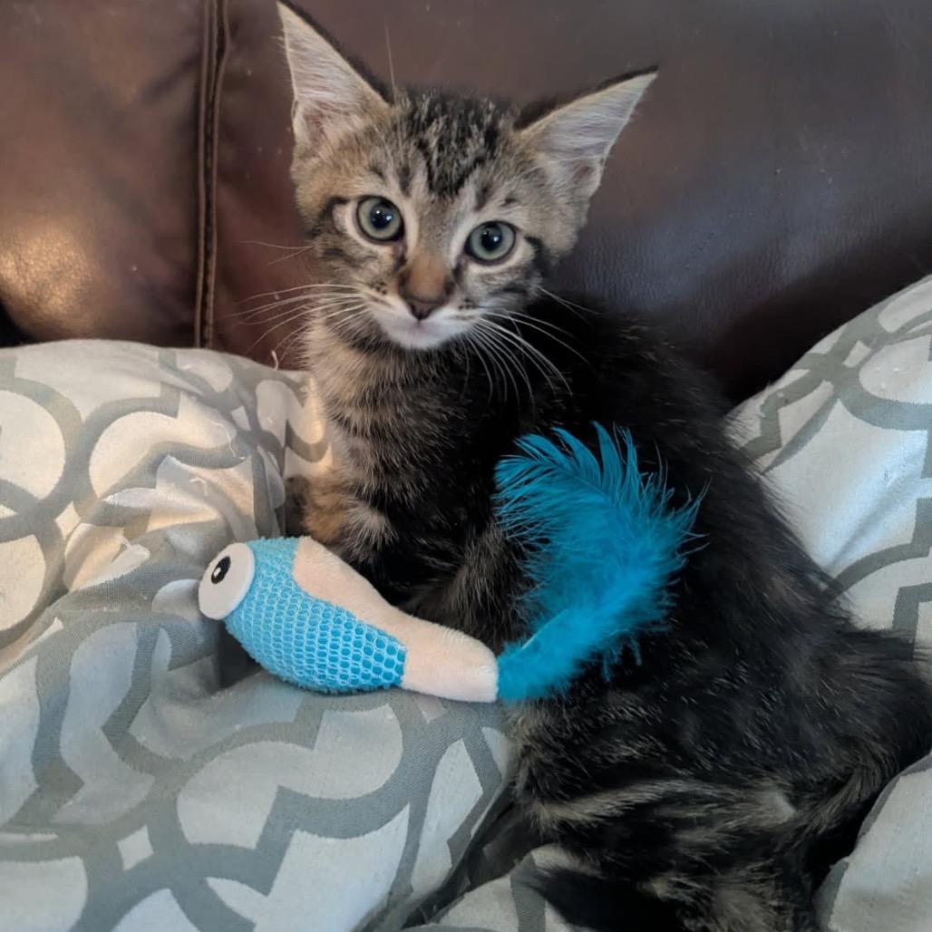 Enlarge Saja, a Adoptable Domestic Short Hair in Las Vegas, NV image 1/5