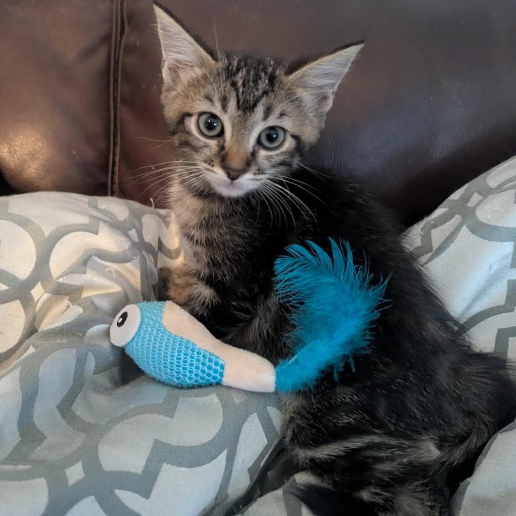 Enlarge Saja, a Adoptable Domestic Short Hair in Las Vegas, NV image 2/5