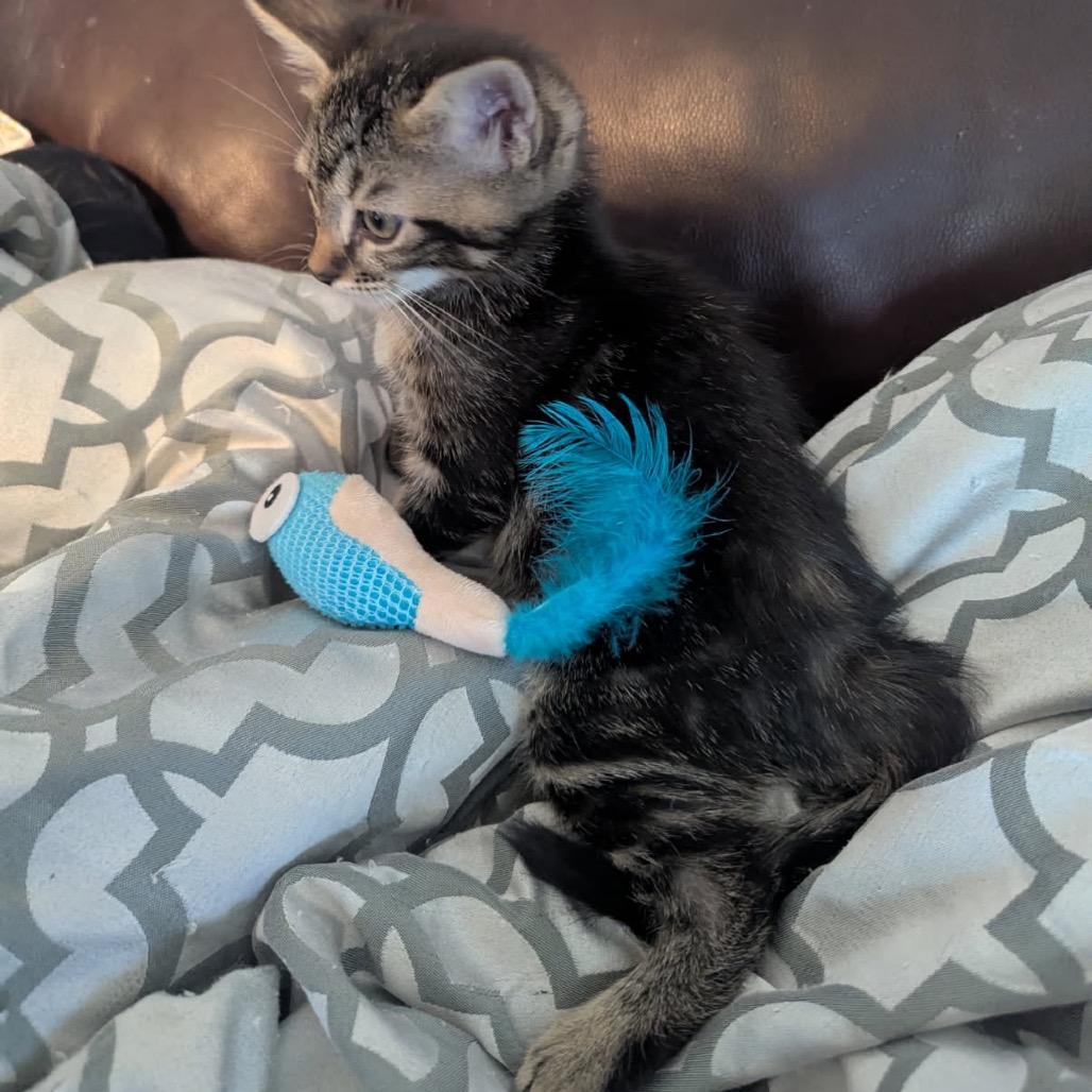 Enlarge Saja, a Adoptable Domestic Short Hair in Las Vegas, NV image 3/5