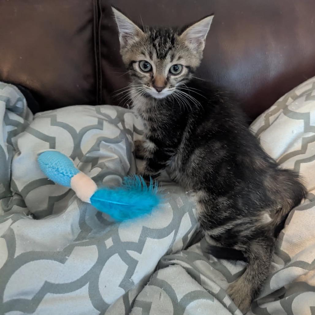Enlarge Saja, a Adoptable Domestic Short Hair in Las Vegas, NV image 4/5