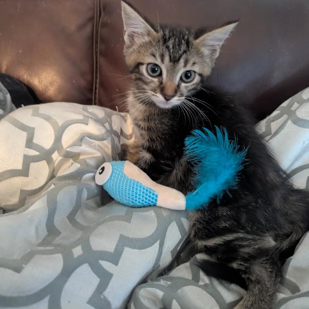 Enlarge Saja, a Adoptable Domestic Short Hair in Las Vegas, NV image 5/5