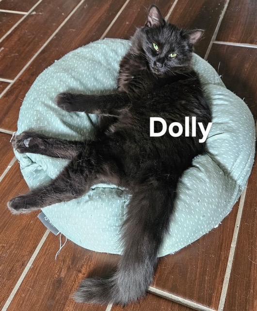 Enlarge Dolly, a Adoptable mixed breed in Zimmerman, MN image 1/1