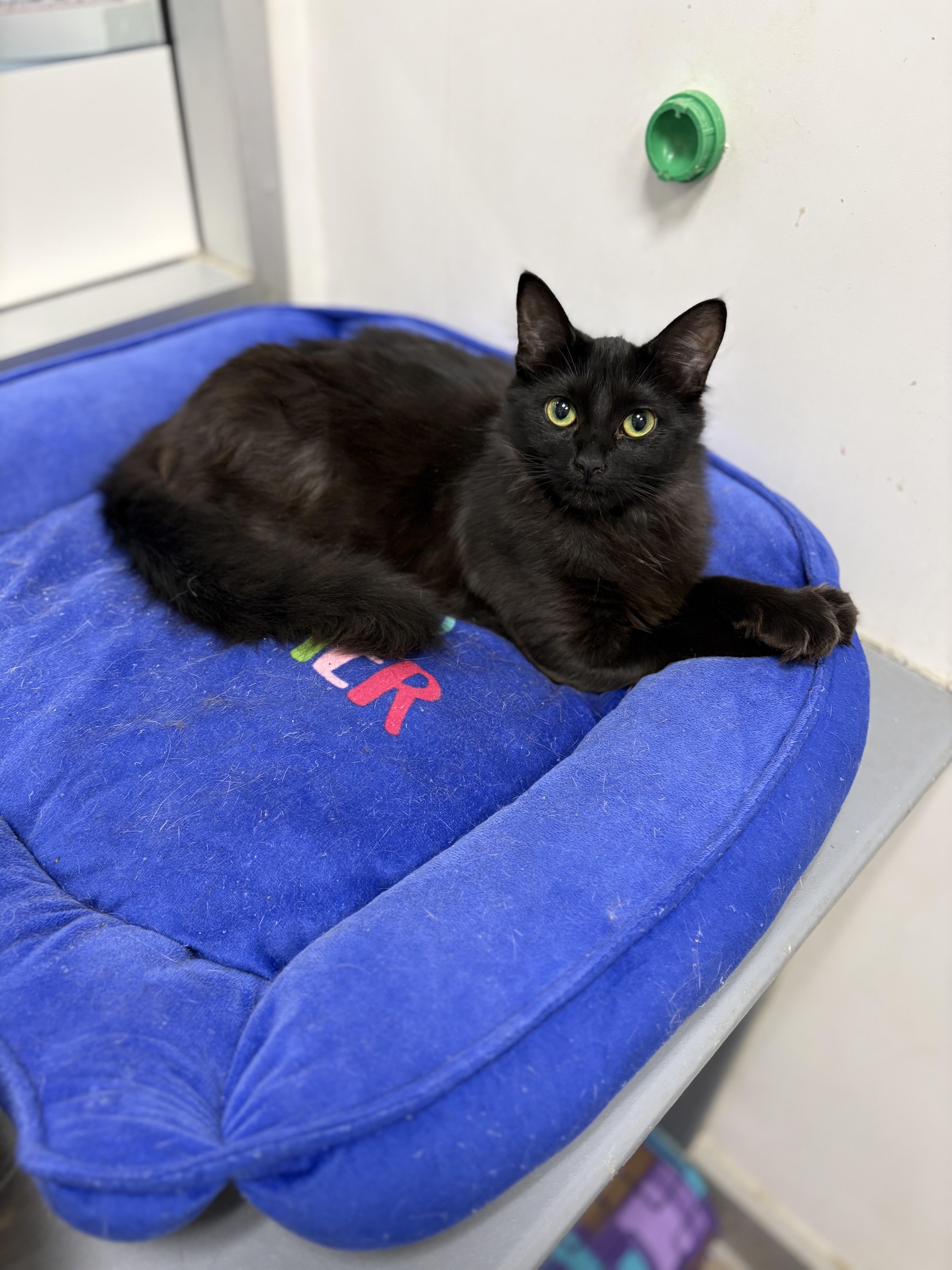 Enlarge Dolly, a Adoptable mixed breed in Zimmerman, MN image 1/2