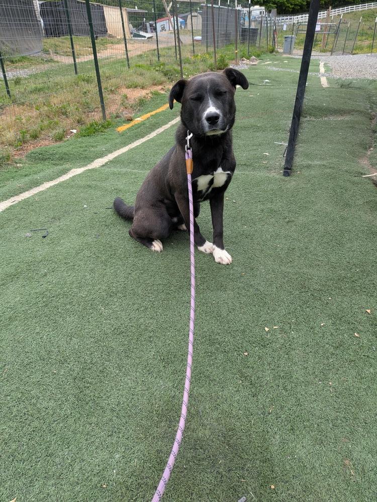 Wolfie, Adoptable, Young Male Labrador Retriever.