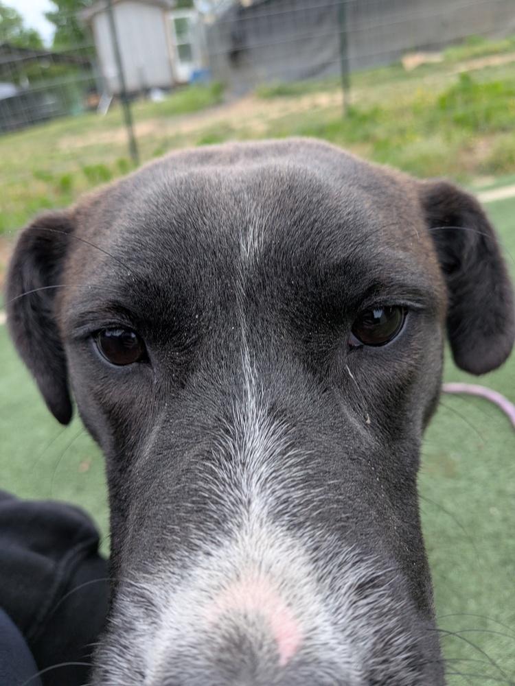 Enlarge Wolfie, a Adoptable mixed breed in Statesville, NC image 2/4