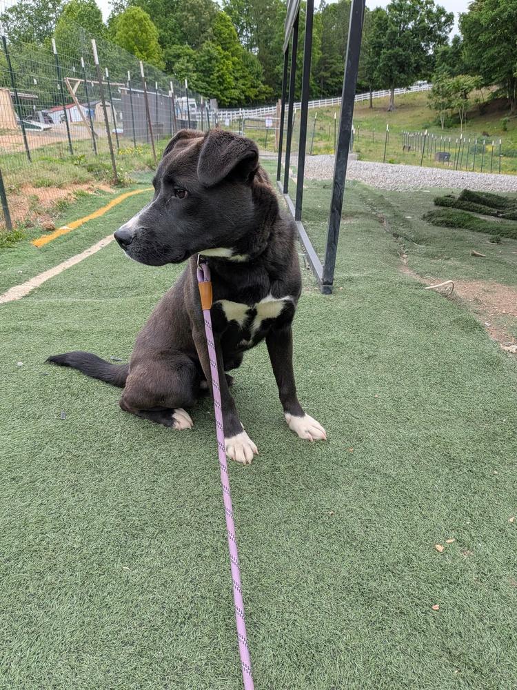 Enlarge Wolfie, a Adoptable mixed breed in Statesville, NC image 3/4