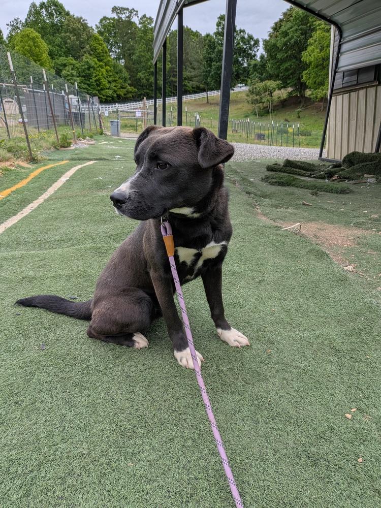 Enlarge Wolfie, a Adoptable mixed breed in Statesville, NC image 4/4
