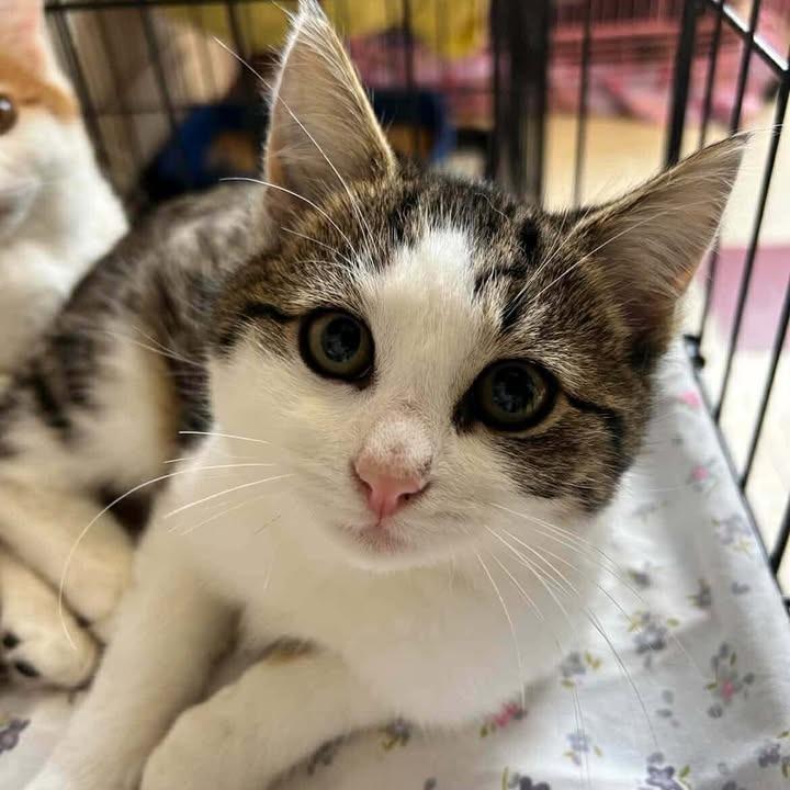 Espresso, Adoptable, Kitten Male Domestic Short Hair.