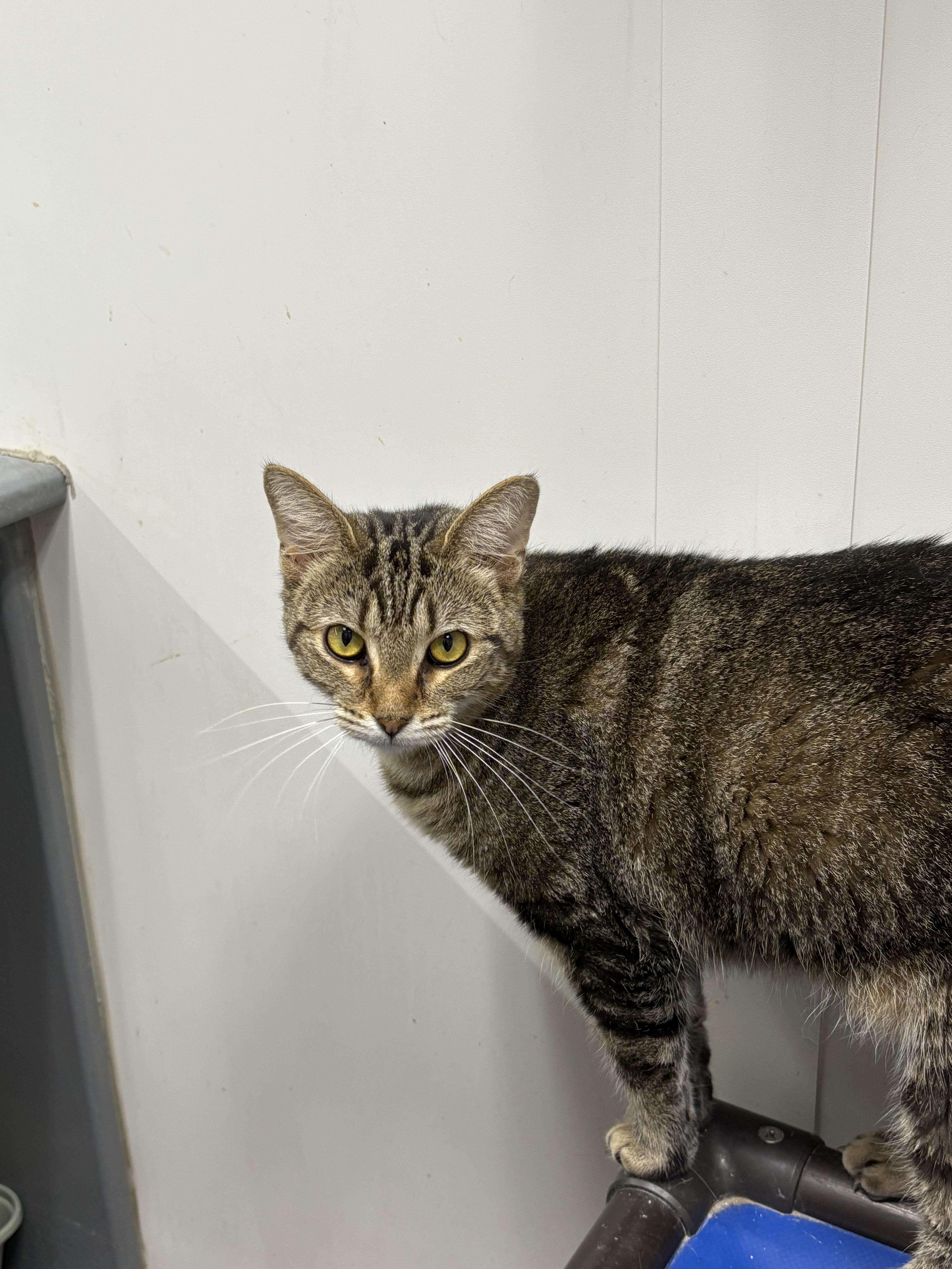 Monica, Adult Female Domestic Short Hair