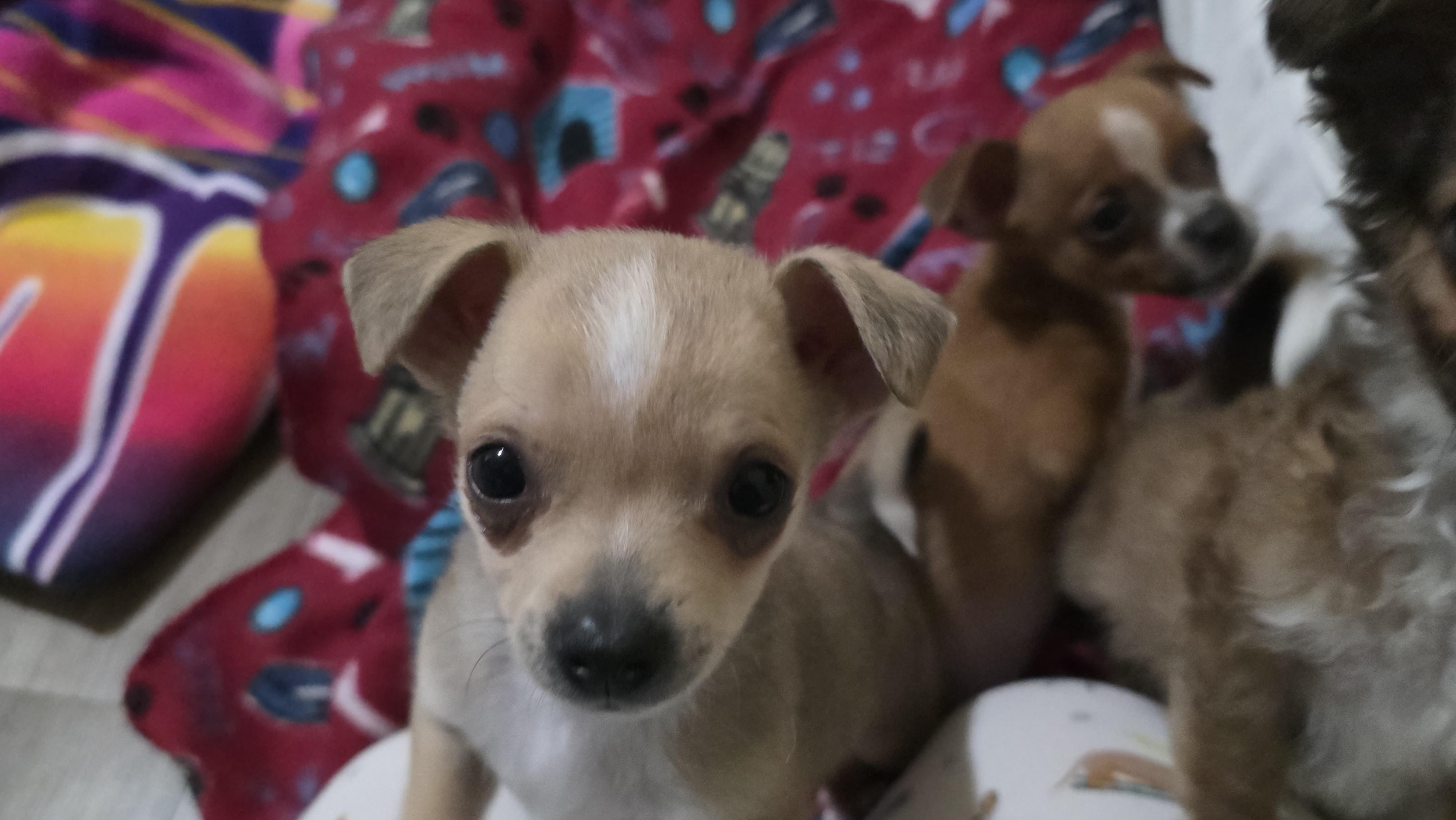 Enlarge Boulder, an adopted mixed breed in Heiskell, TN image 4/6