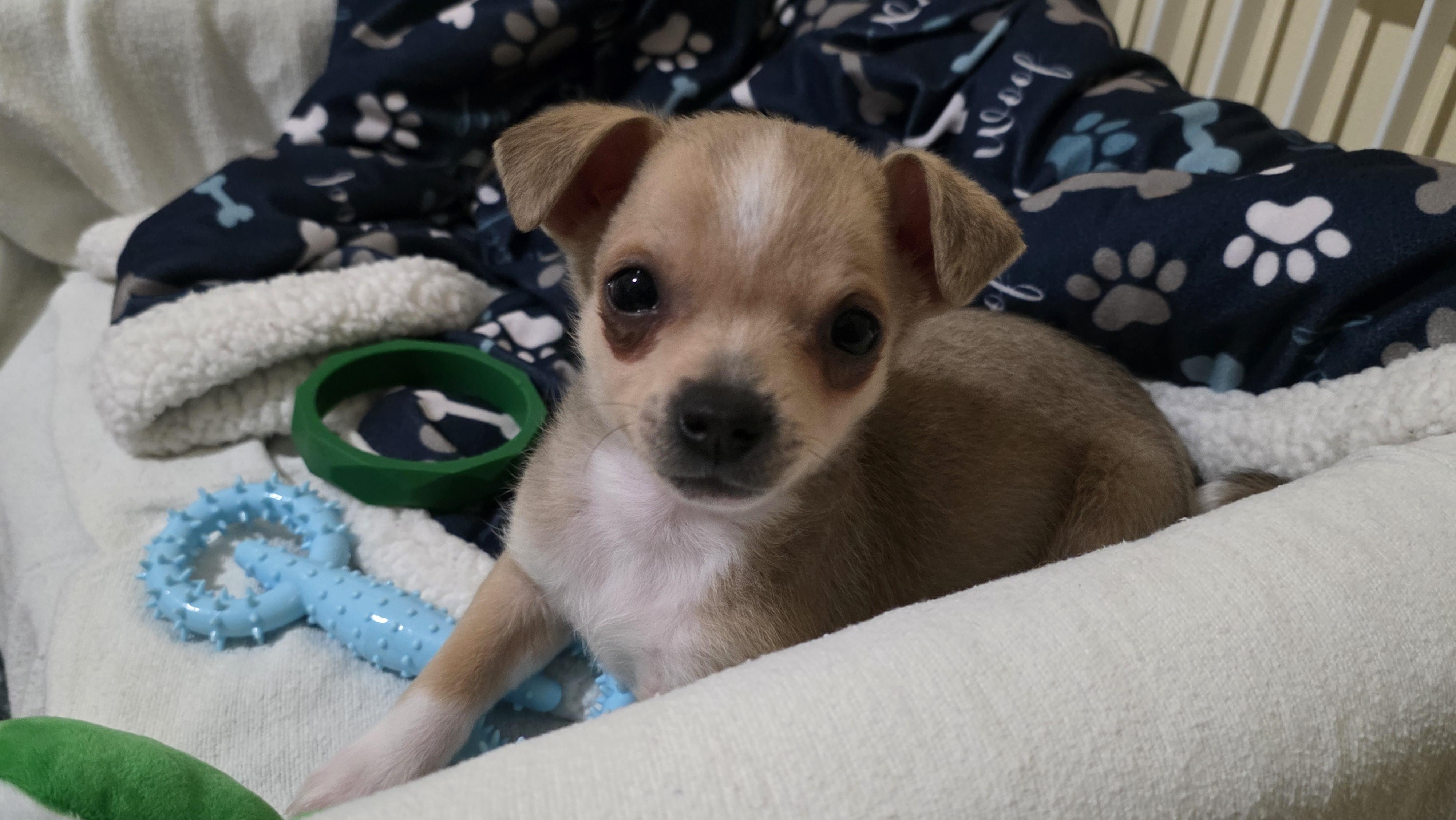 Enlarge Boulder, an adopted mixed breed in Heiskell, TN image 2/6