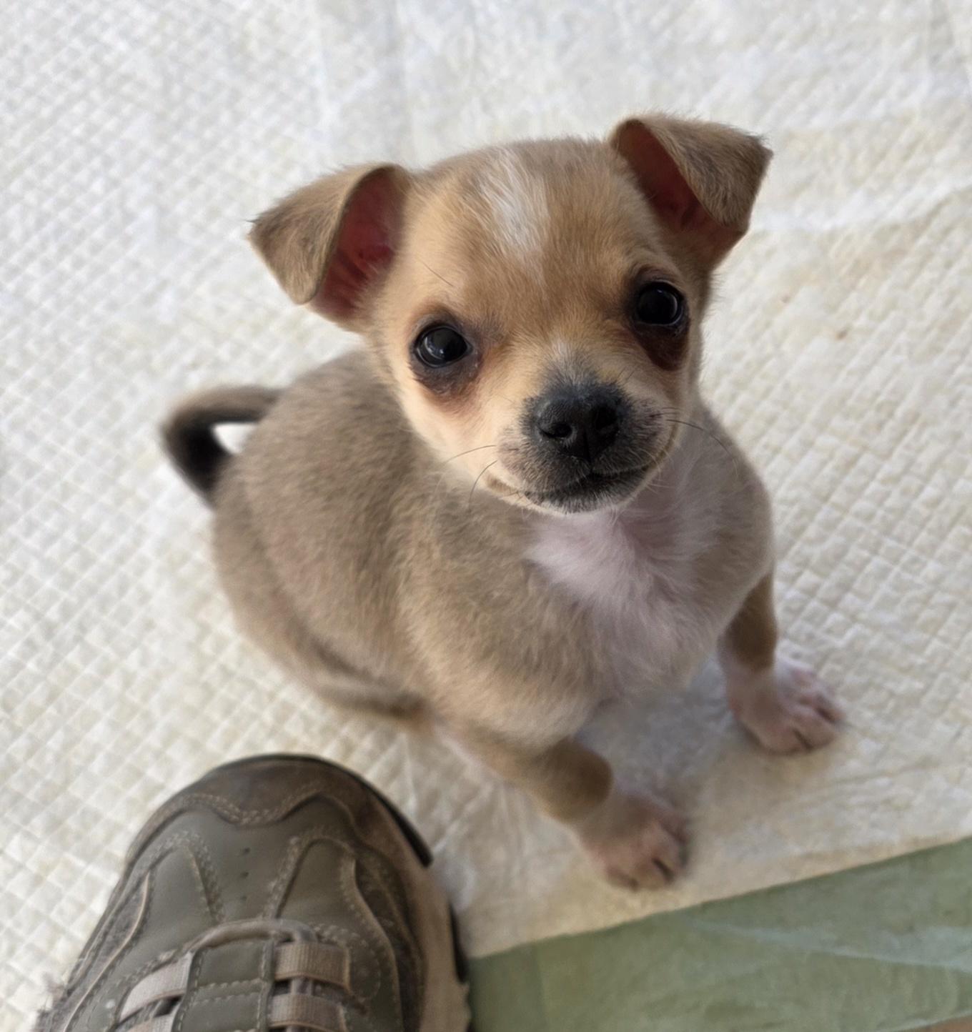 Enlarge Boulder, an adopted mixed breed in Heiskell, TN image 5/6