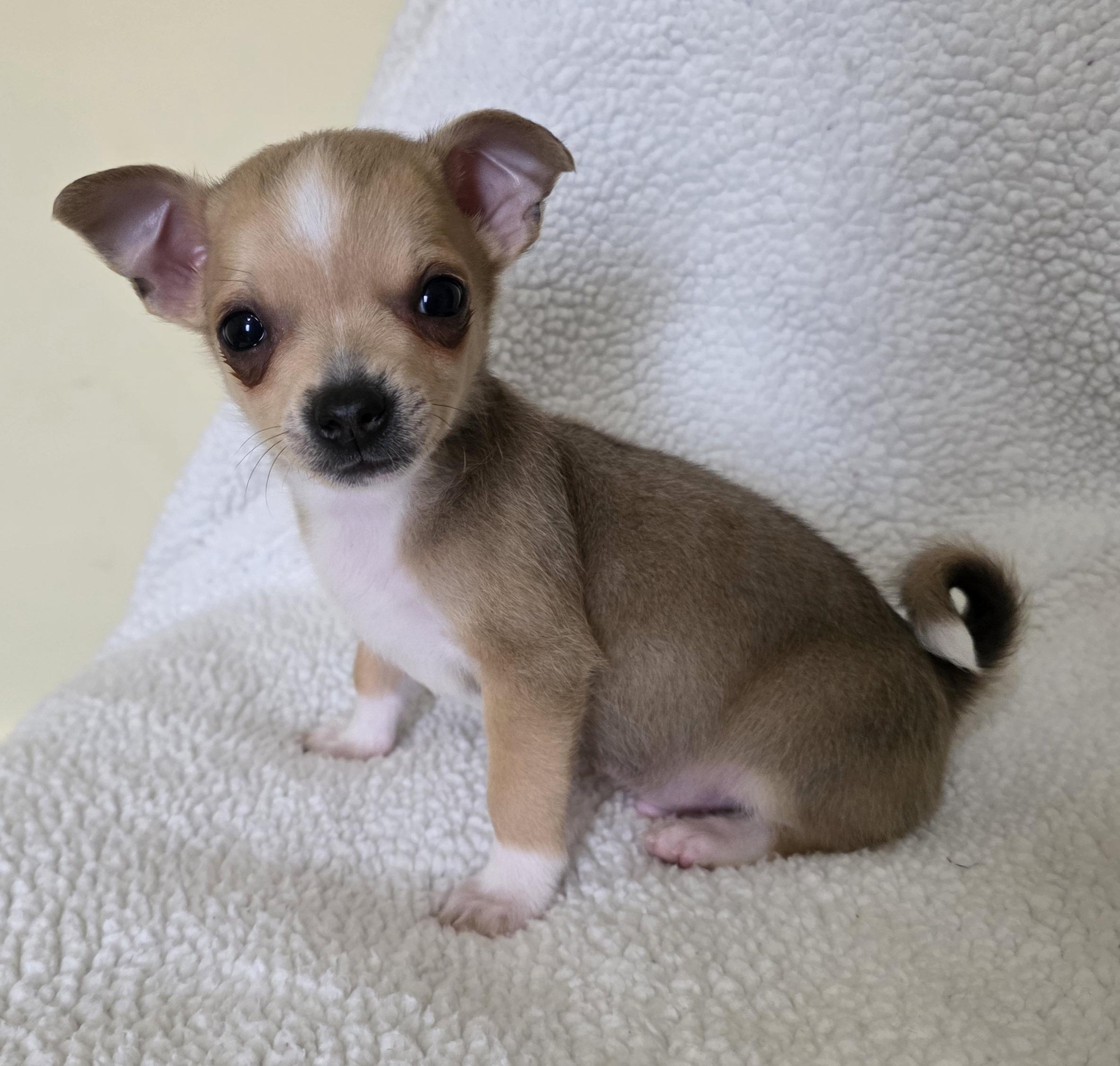 Enlarge Boulder, an adopted mixed breed in Heiskell, TN image 1/6
