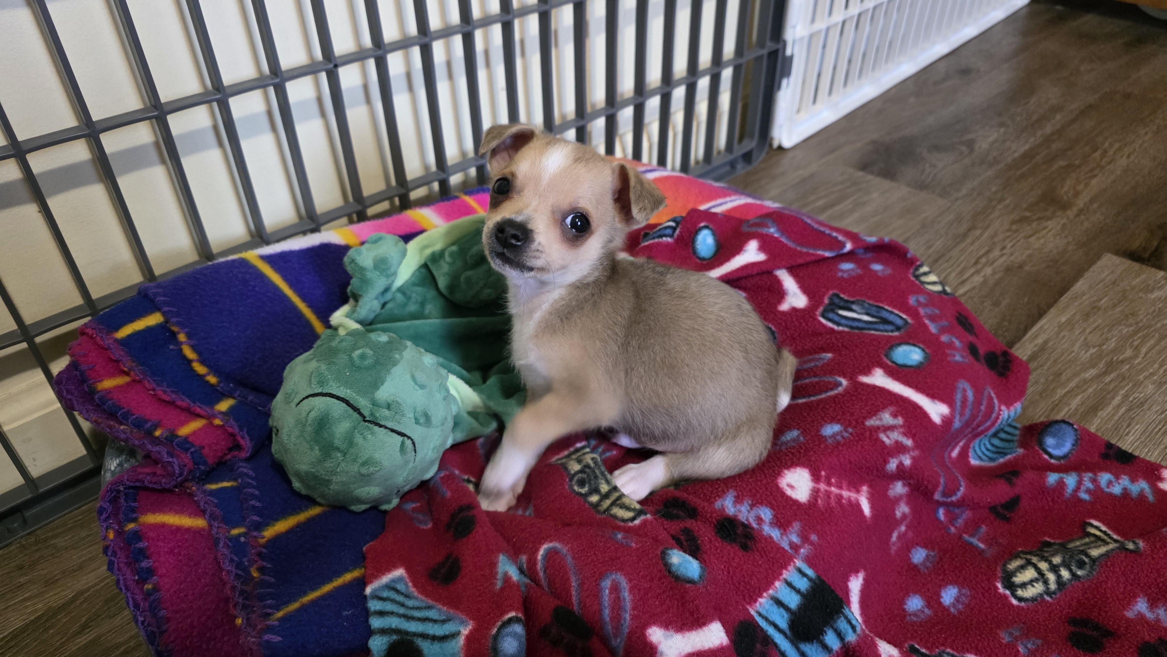 Enlarge Boulder, an adopted mixed breed in Heiskell, TN image 3/6