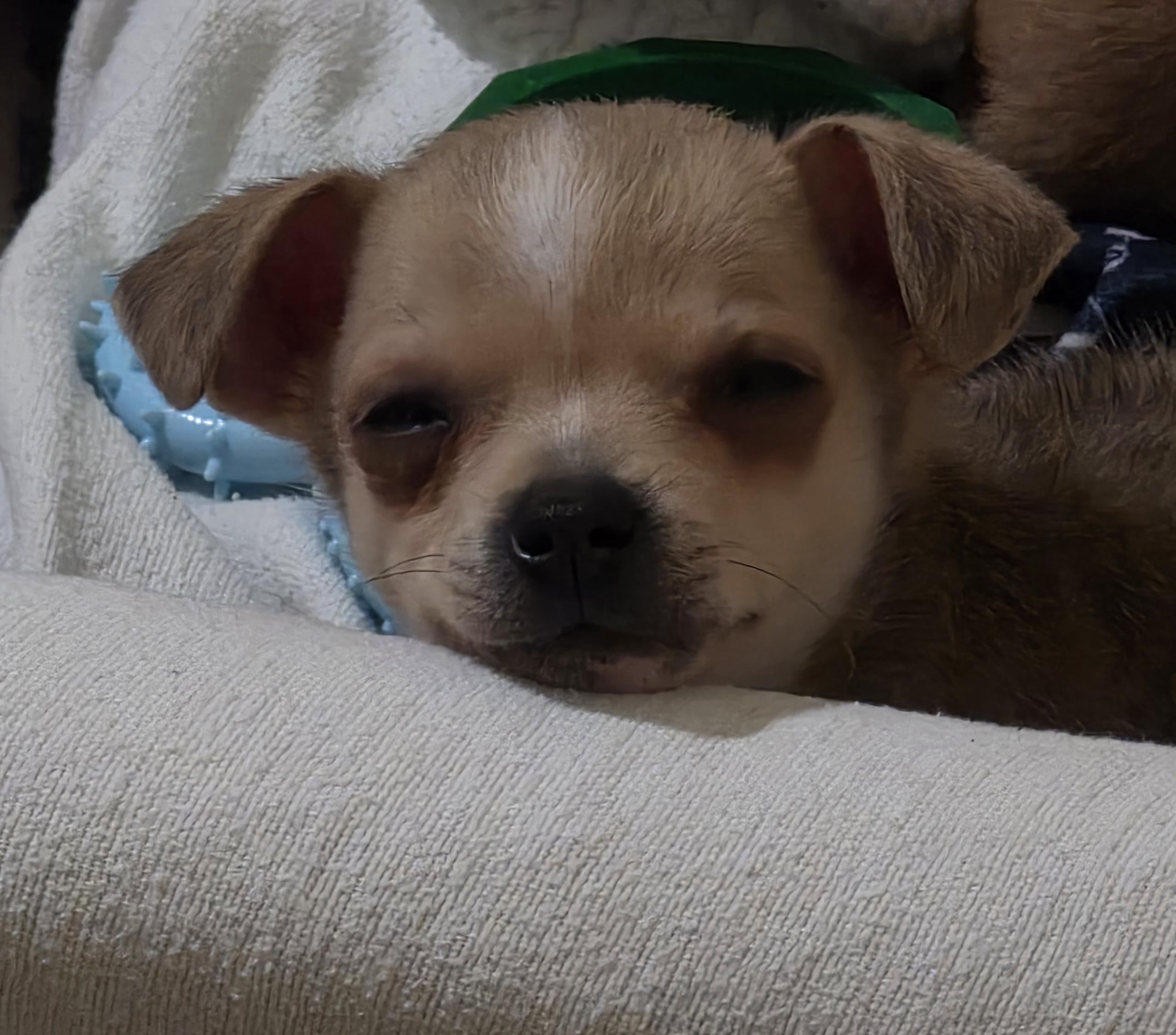 Enlarge Boulder, an adopted mixed breed in Heiskell, TN image 6/6