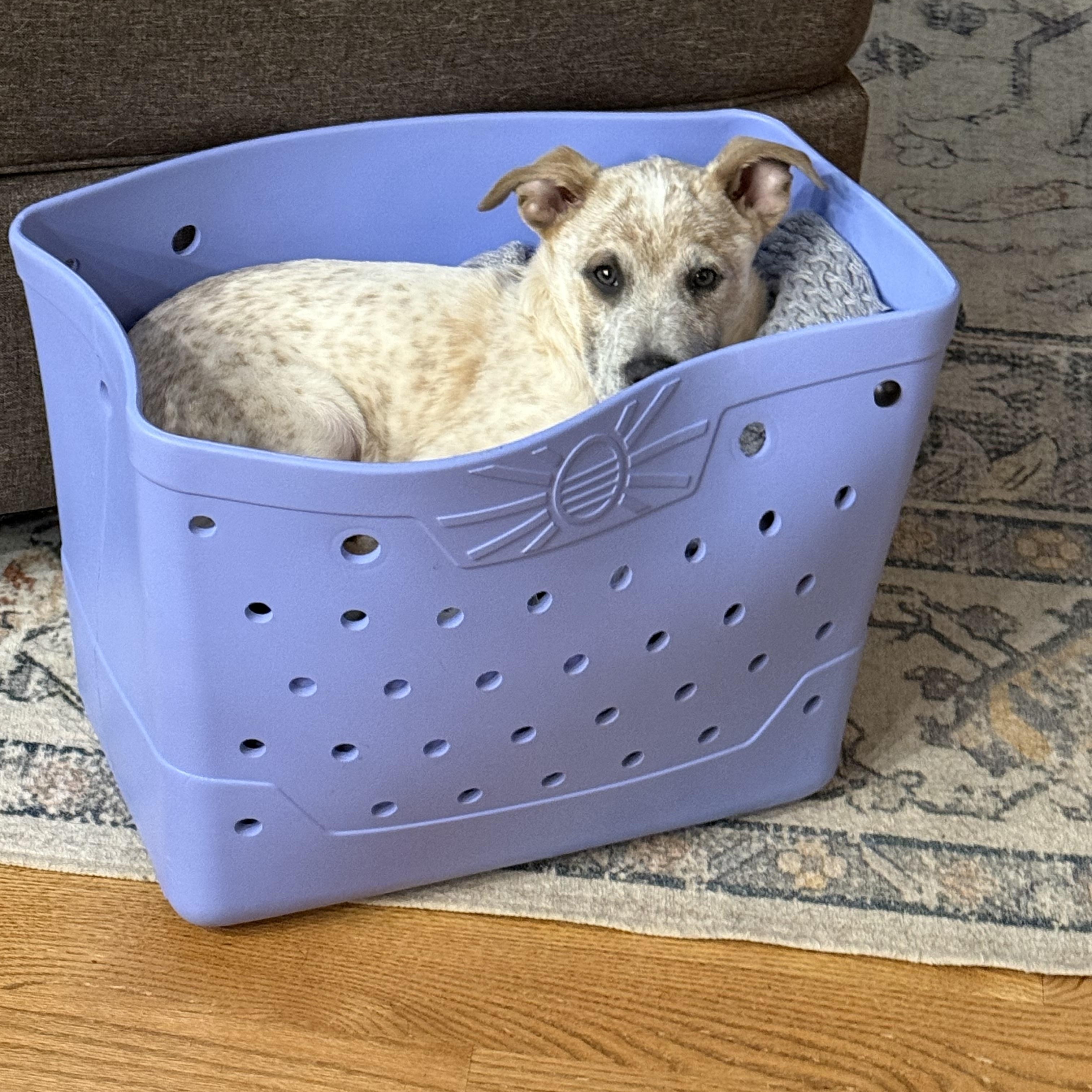 Enlarge Patch, a ADOPTABLE mixed breed in Kenosha, WI image 4/4