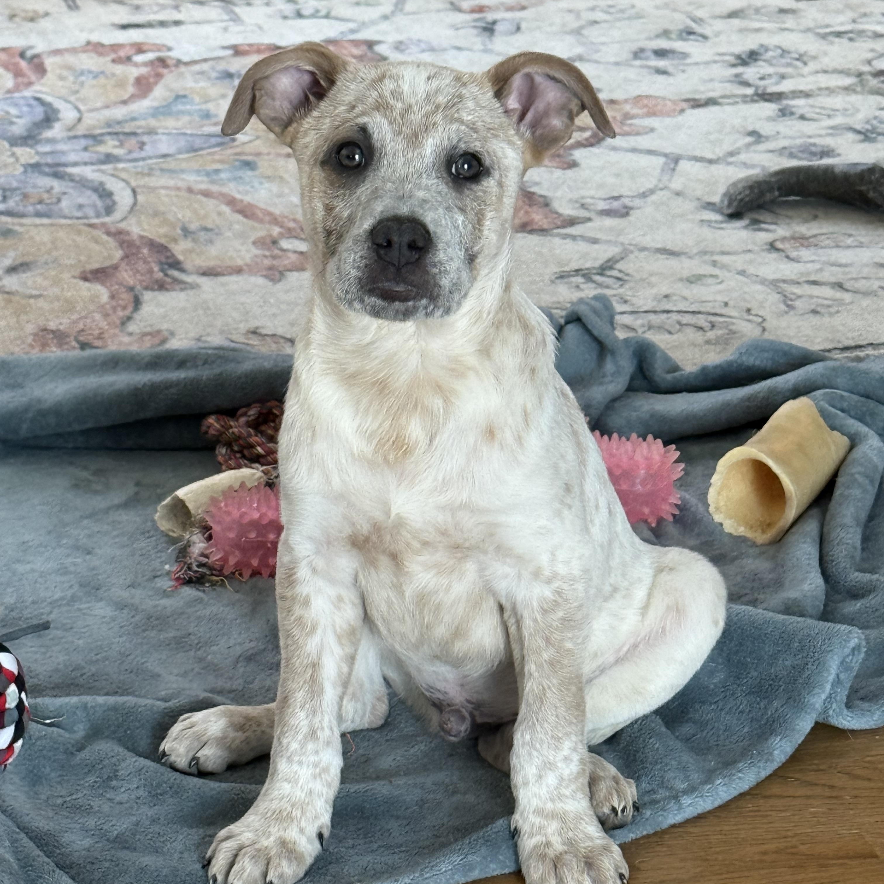 Enlarge Patch, a ADOPTABLE mixed breed in Kenosha, WI image 1/4
