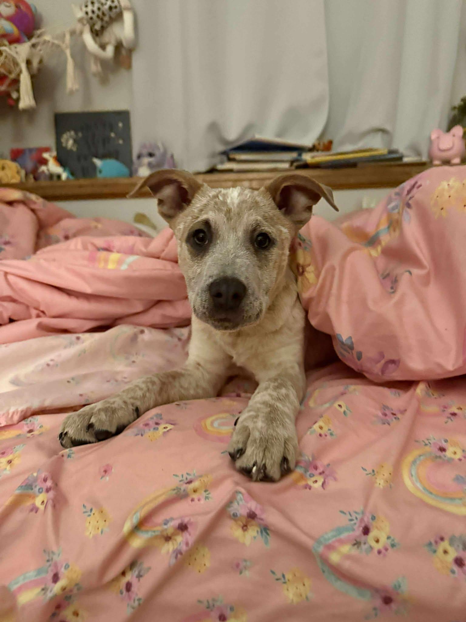 Patch, ADOPTABLE, Puppy Male Australian Cattle Dog / Blue Heeler.