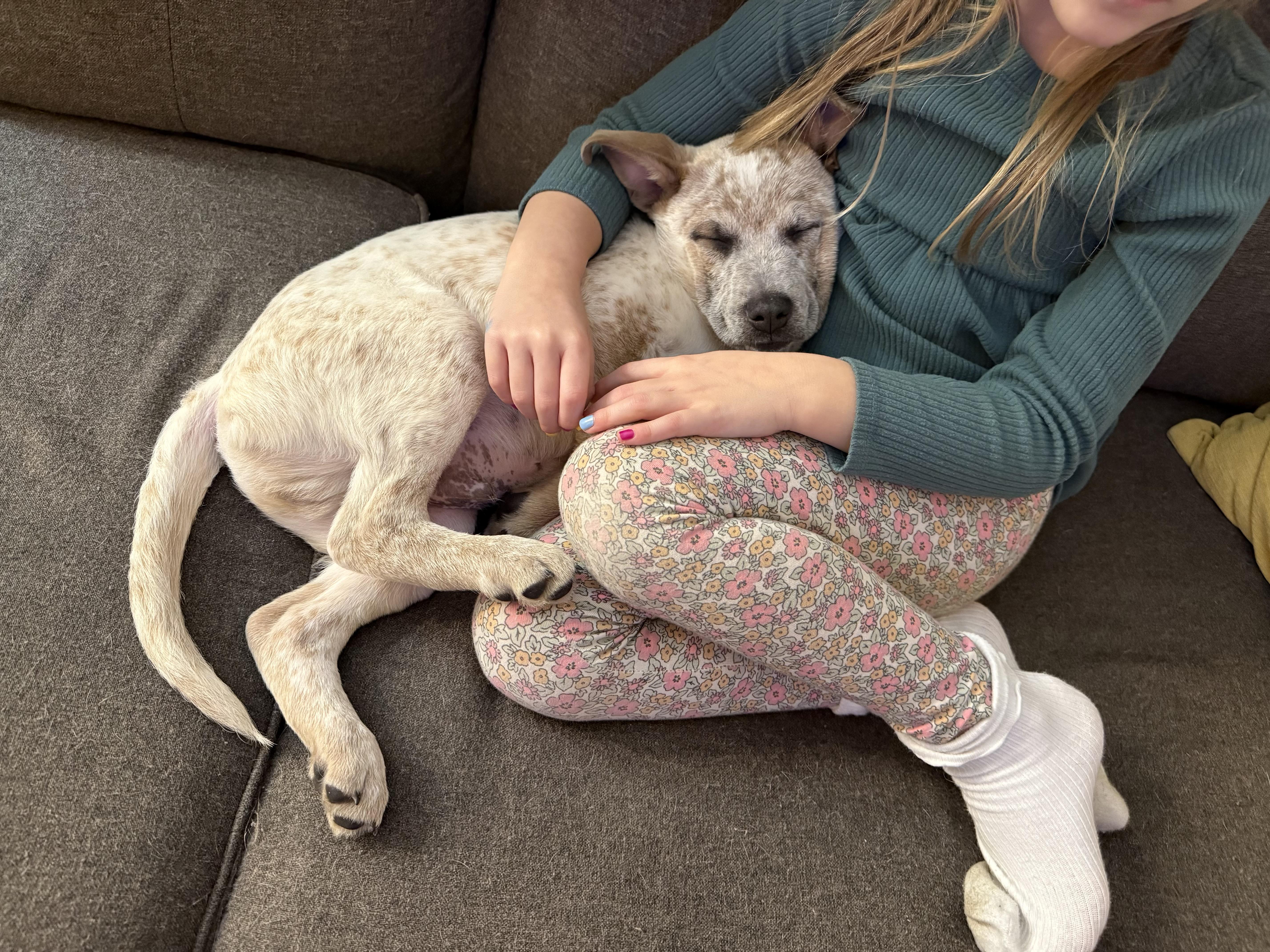 Enlarge Patch, a ADOPTABLE mixed breed in Kenosha, WI image 3/4