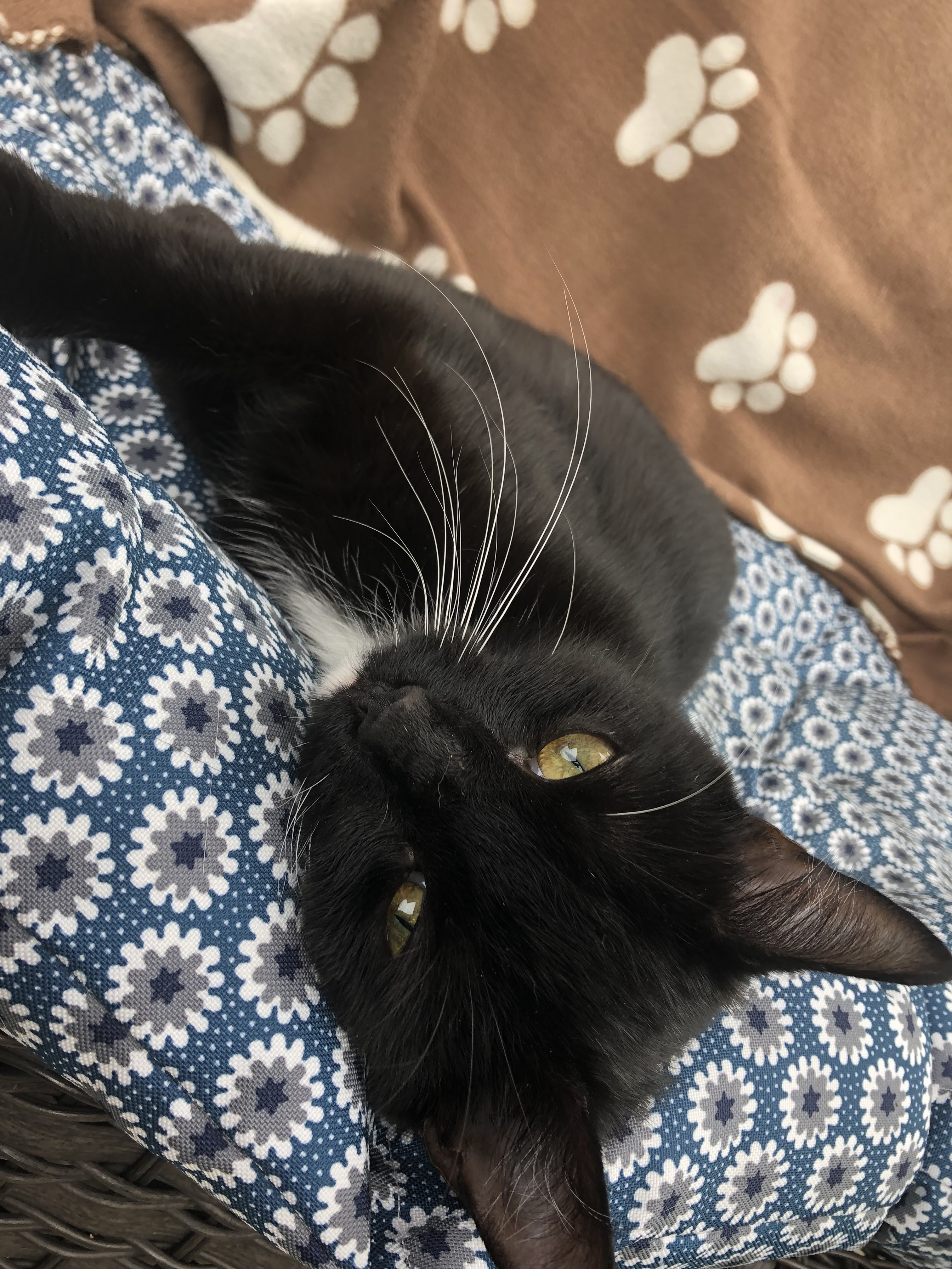 Enlarge Little Onyx "Little O", a Adoptable mixed breed in West Chester, PA image 1/6