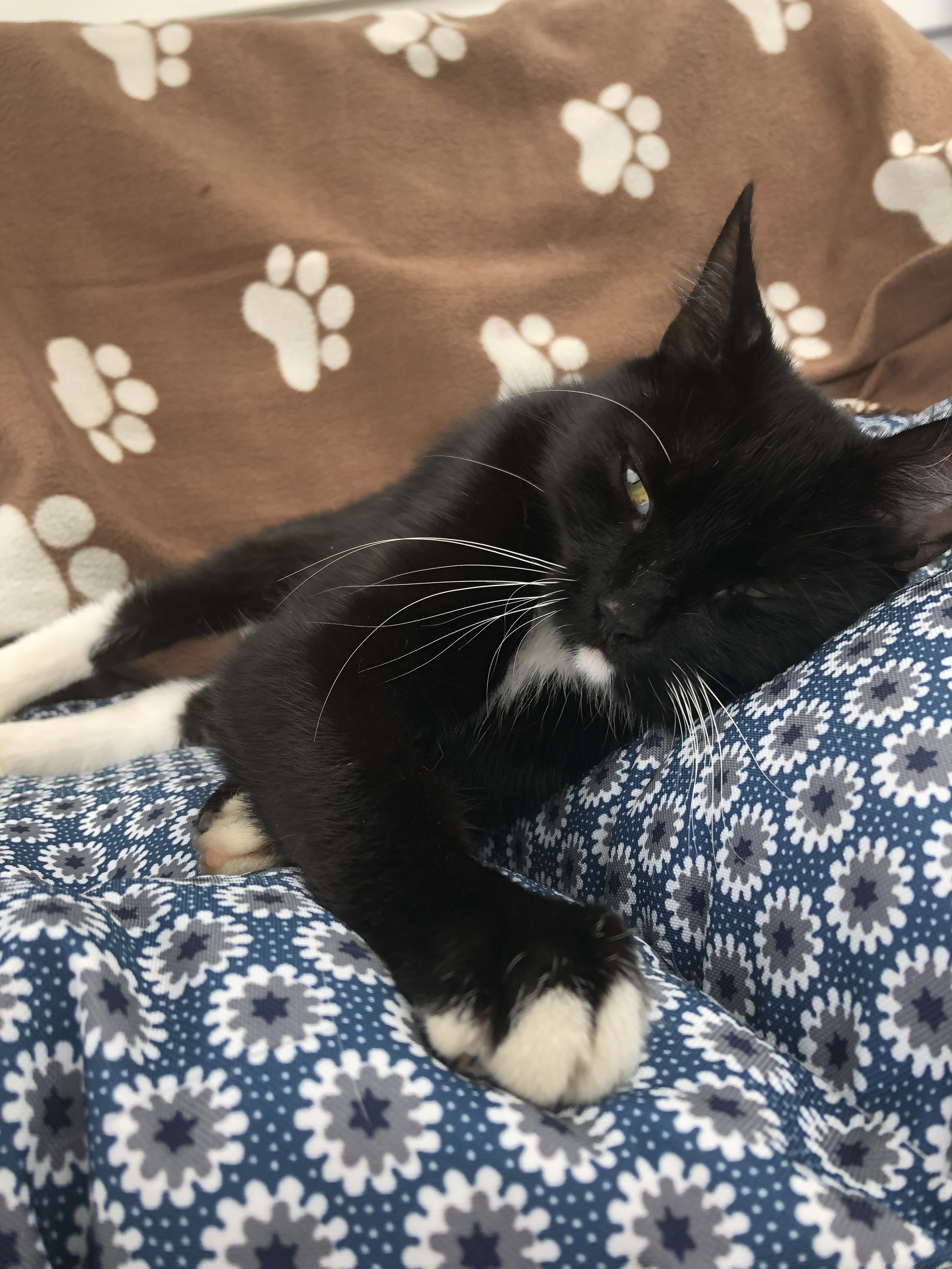 Enlarge Little Onyx "Little O", a Adoptable mixed breed in West Chester, PA image 2/6