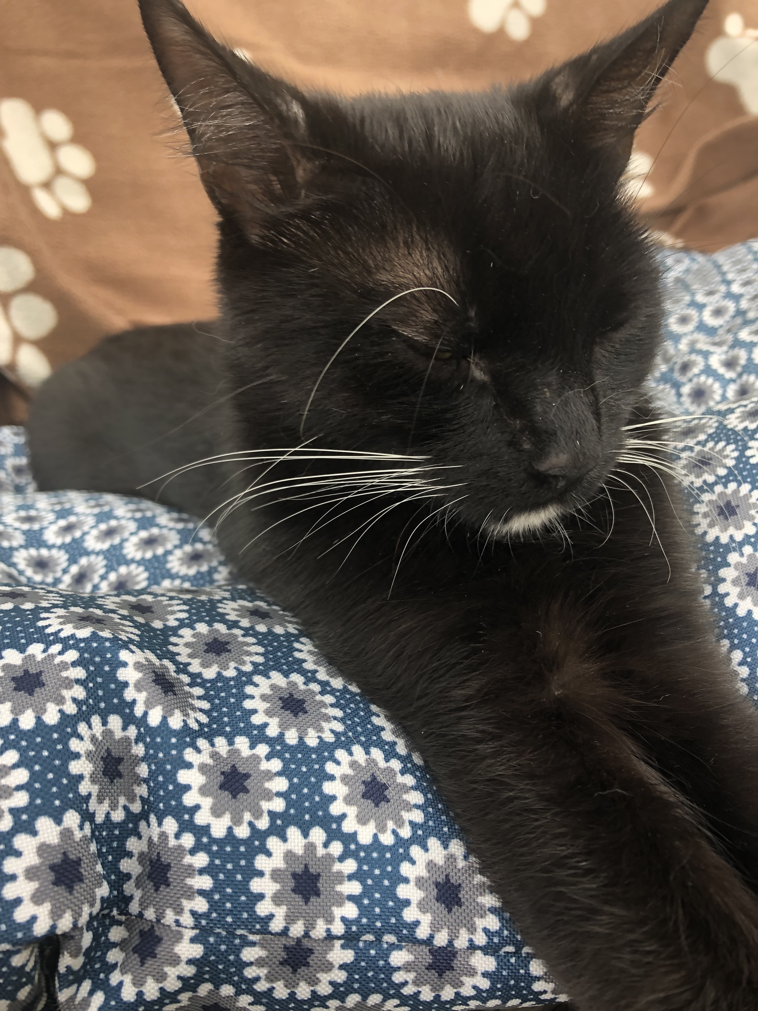 Enlarge Little Onyx "Little O", a Adoptable mixed breed in West Chester, PA image 3/6