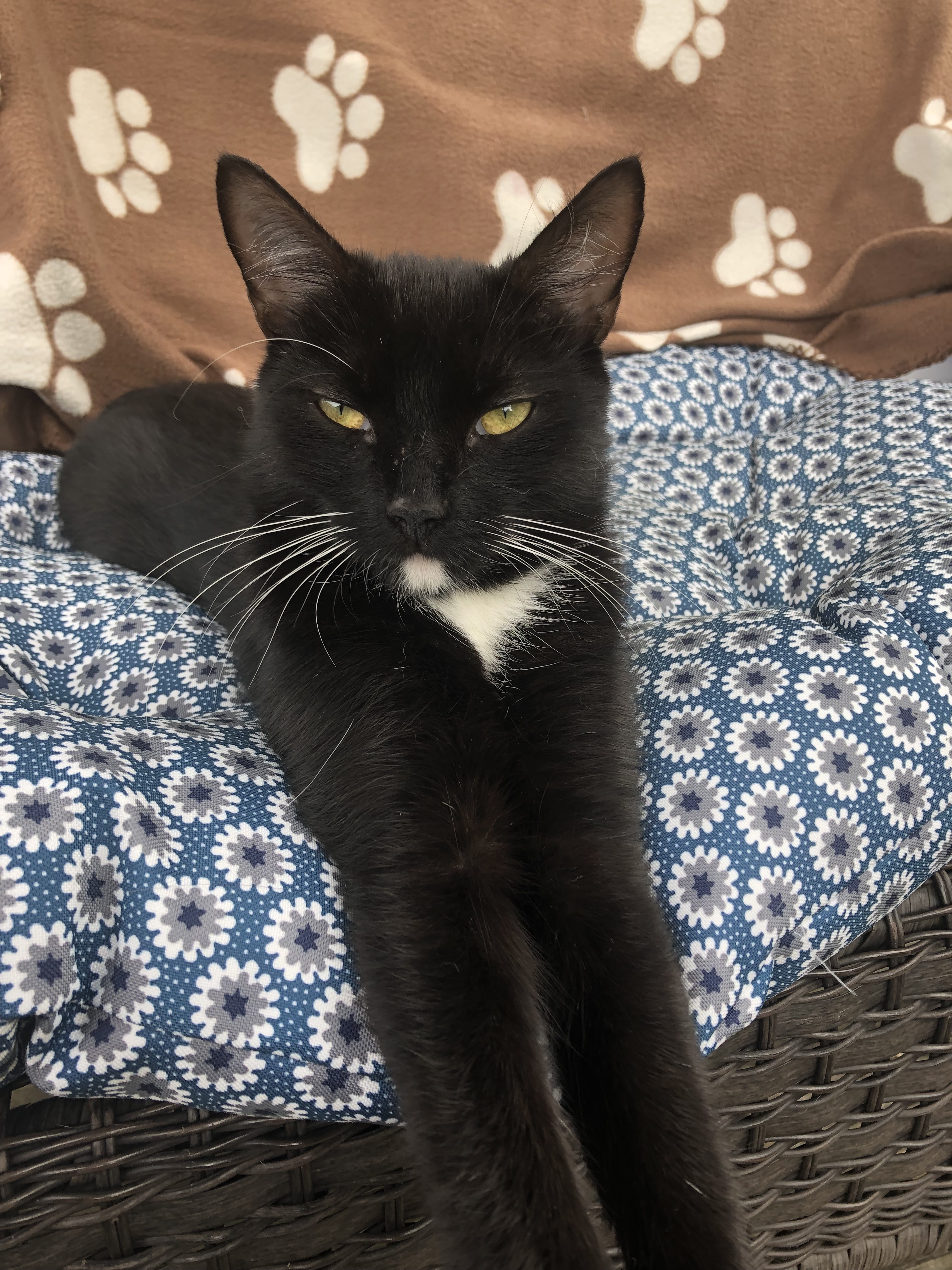 Enlarge Little Onyx "Little O", a Adoptable mixed breed in West Chester, PA image 4/6