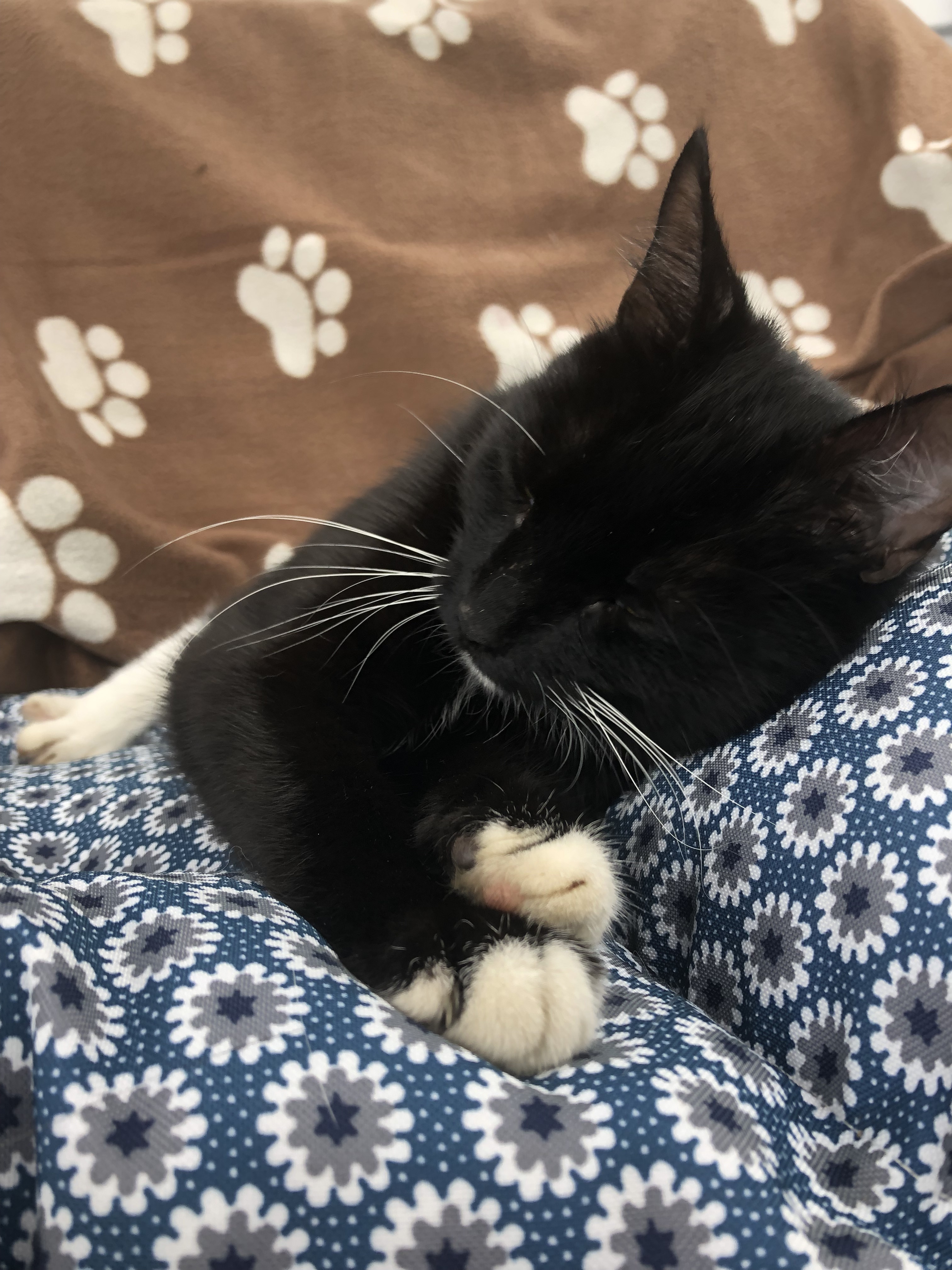 Enlarge Little Onyx "Little O", a Adoptable mixed breed in West Chester, PA image 5/6