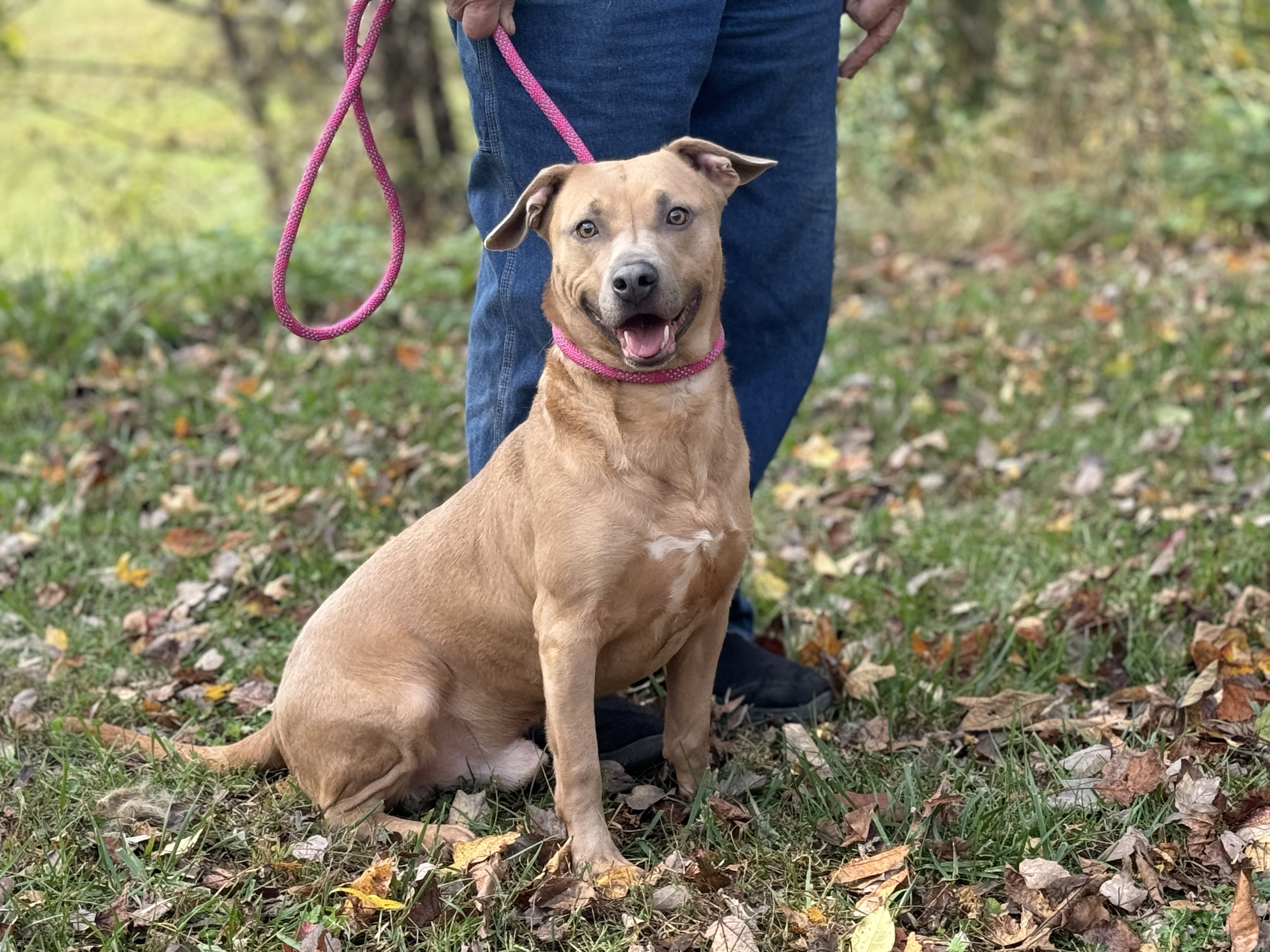 Byron - Transport, a Adoptable mixed breed in Greenwood, IN image 1/6