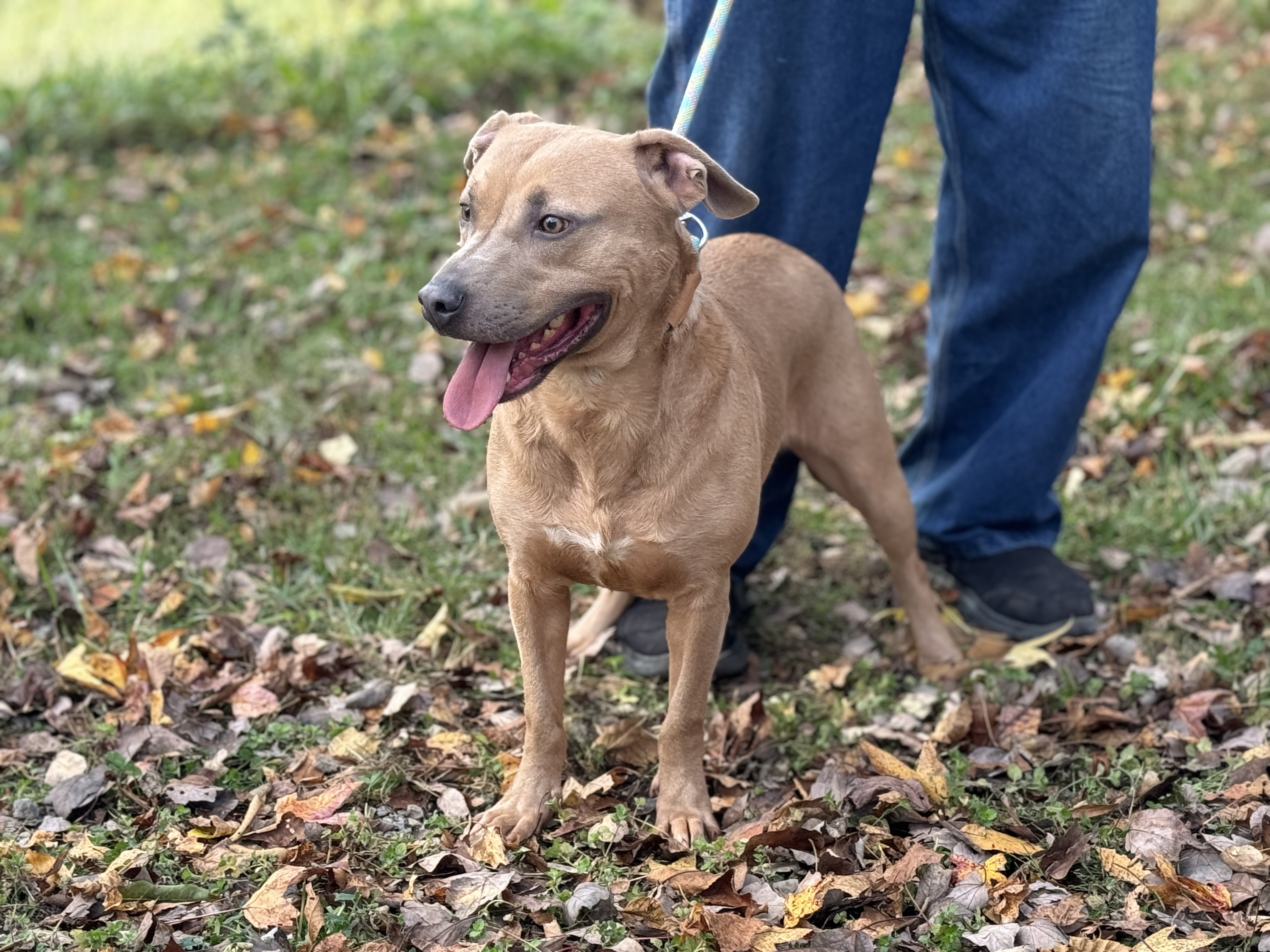 Byron - Transport, a Adoptable mixed breed in Greenwood, IN image 5/6