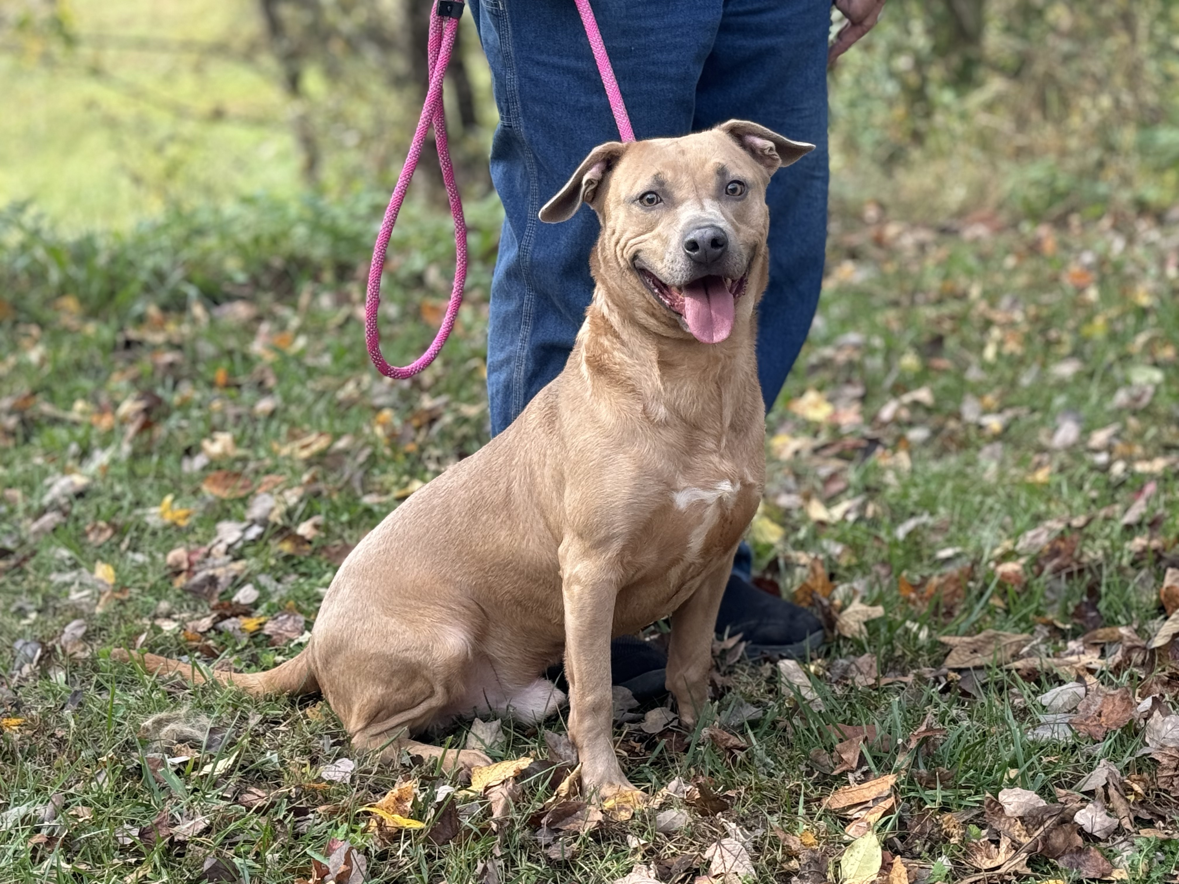 Byron - Transport, a Adoptable mixed breed in Greenwood, IN image 6/6