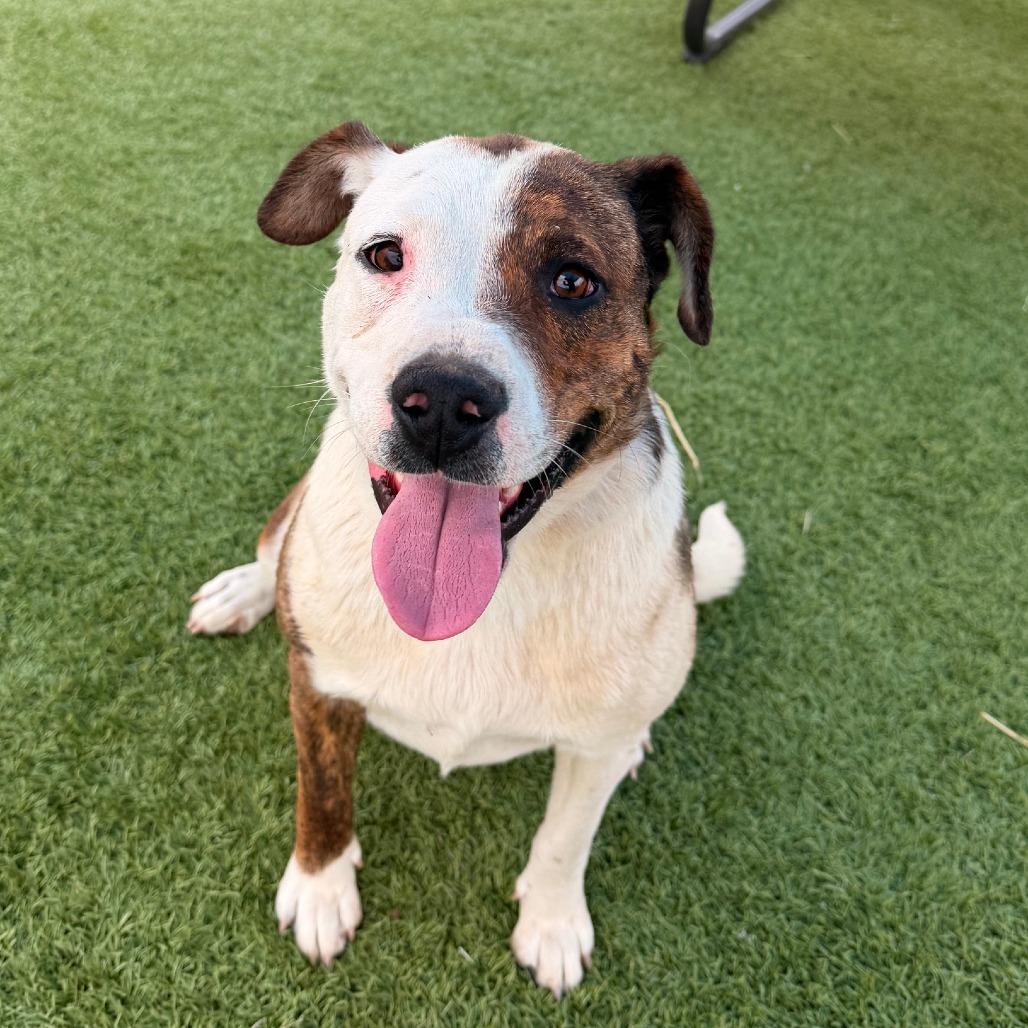 Sweet Pea, a Adoptable mixed breed in Idaho Falls, ID image 1/4