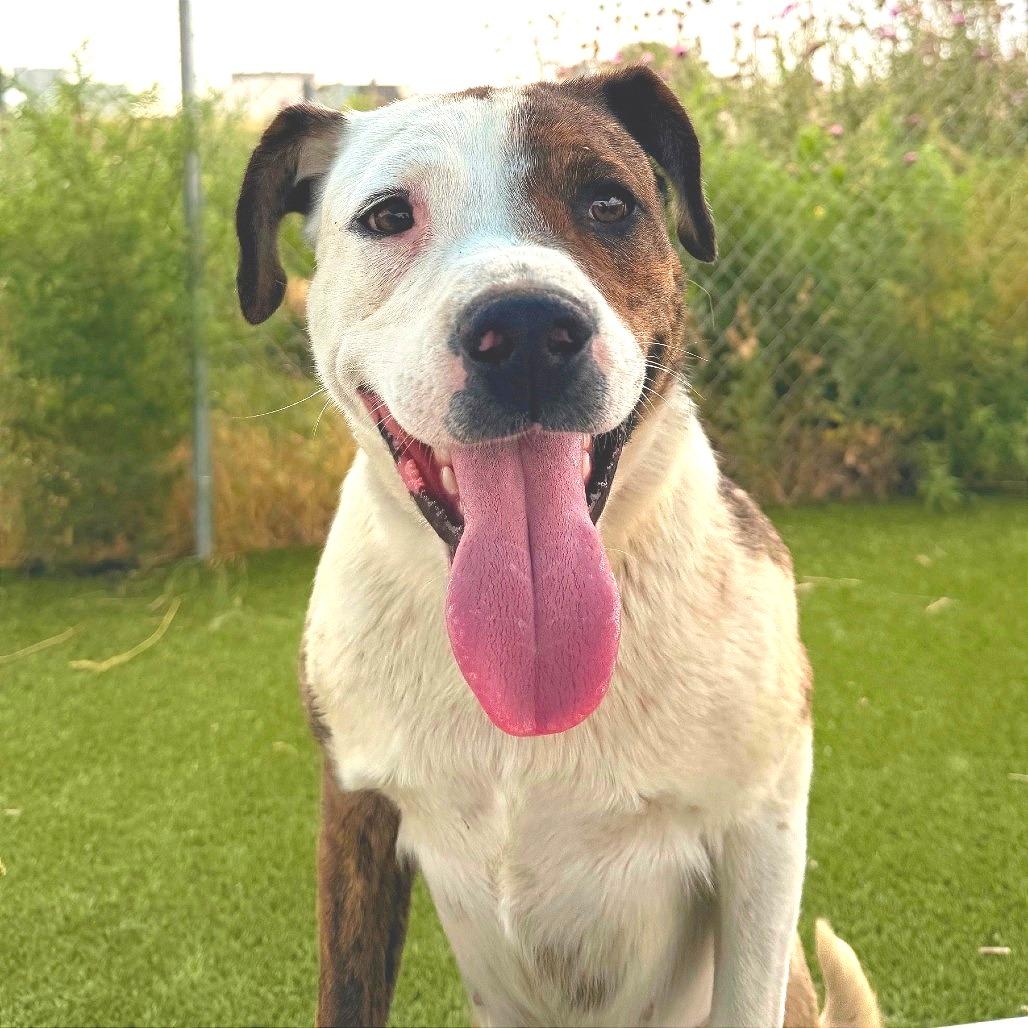 Sweet Pea, a Adoptable mixed breed in Idaho Falls, ID image 2/4