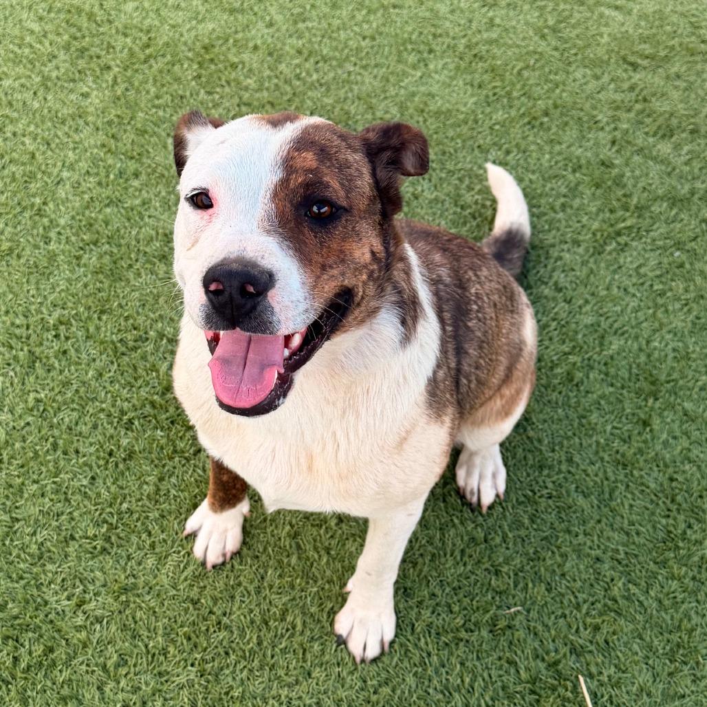 Sweet Pea, a Adoptable mixed breed in Idaho Falls, ID image 3/4