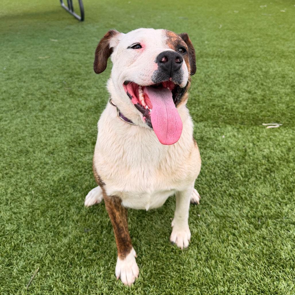 Sweet Pea, a Adoptable mixed breed in Idaho Falls, ID image 4/4