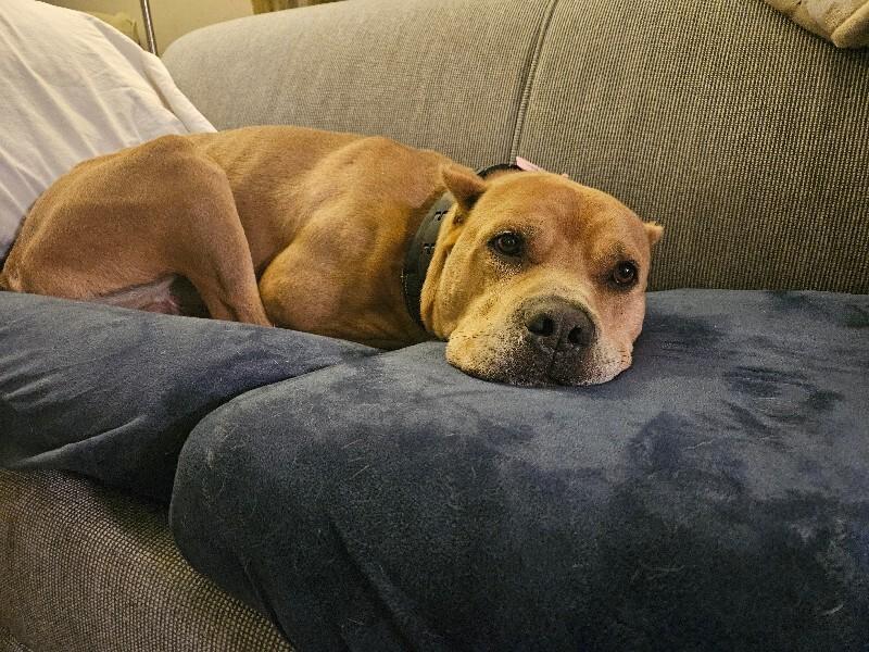 Enlarge Tute, a Adoptable Mixed Breed in Miamitown, OH image 4/4