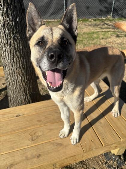 Enlarge Ali, a Adoptable mixed breed in Memphis, TN image 1/3