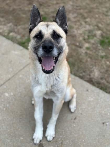 Enlarge Ali, a Adoptable mixed breed in Memphis, TN image 2/3