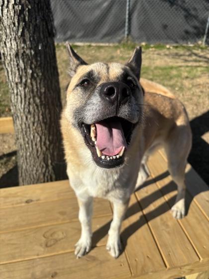 Enlarge Ali, a Adoptable mixed breed in Memphis, TN image 3/3