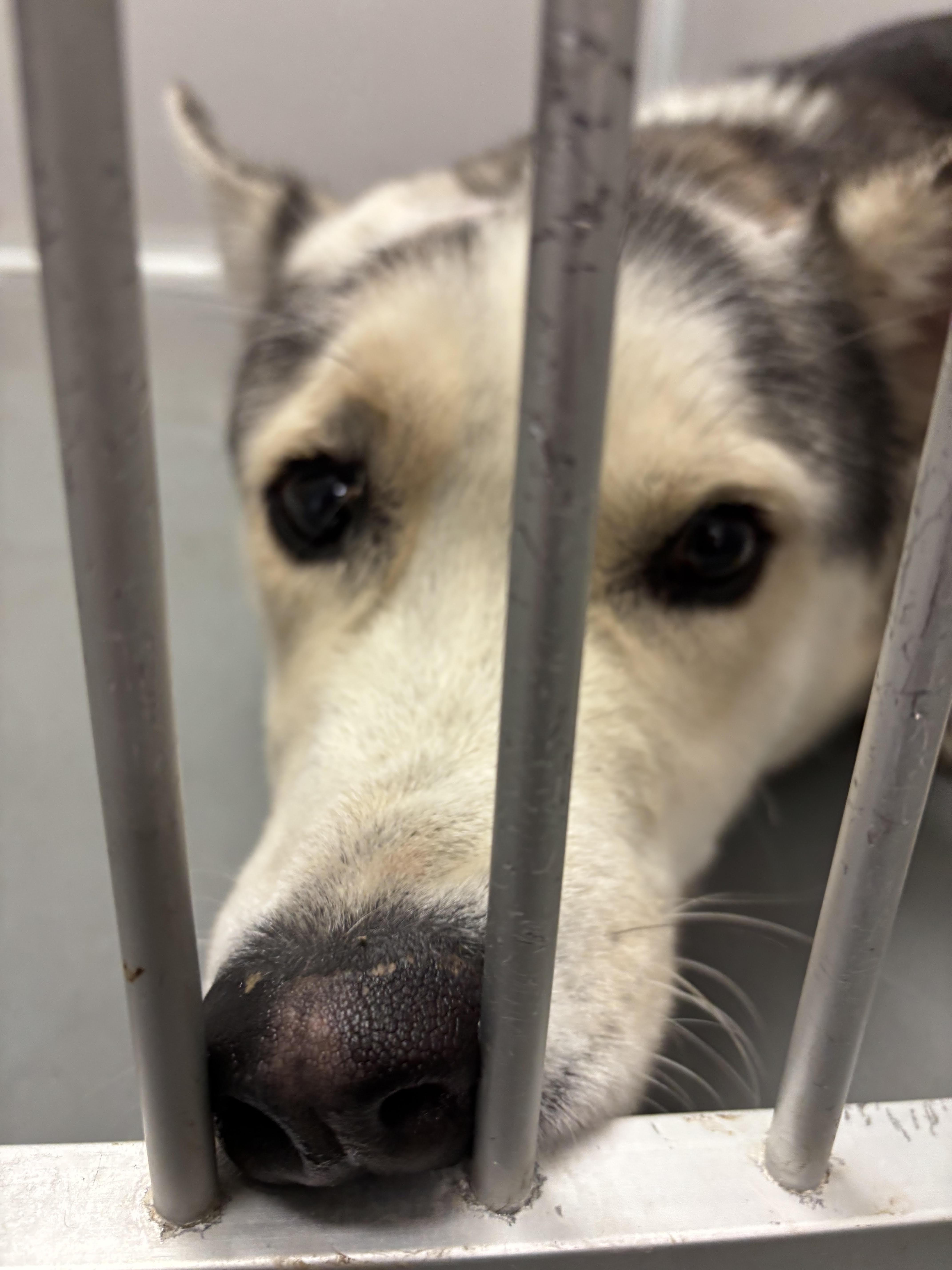 Barney, ADOPTABLE, Adult Male Husky.