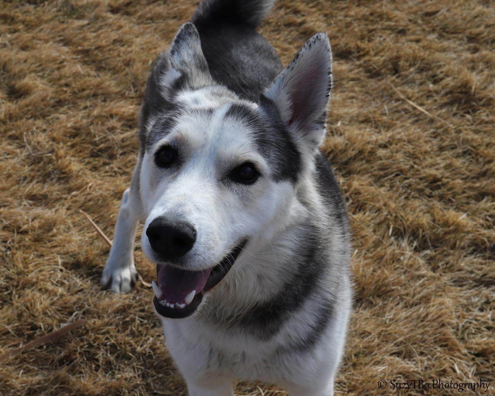 Barney, ADOPTABLE, Adult Male Husky.