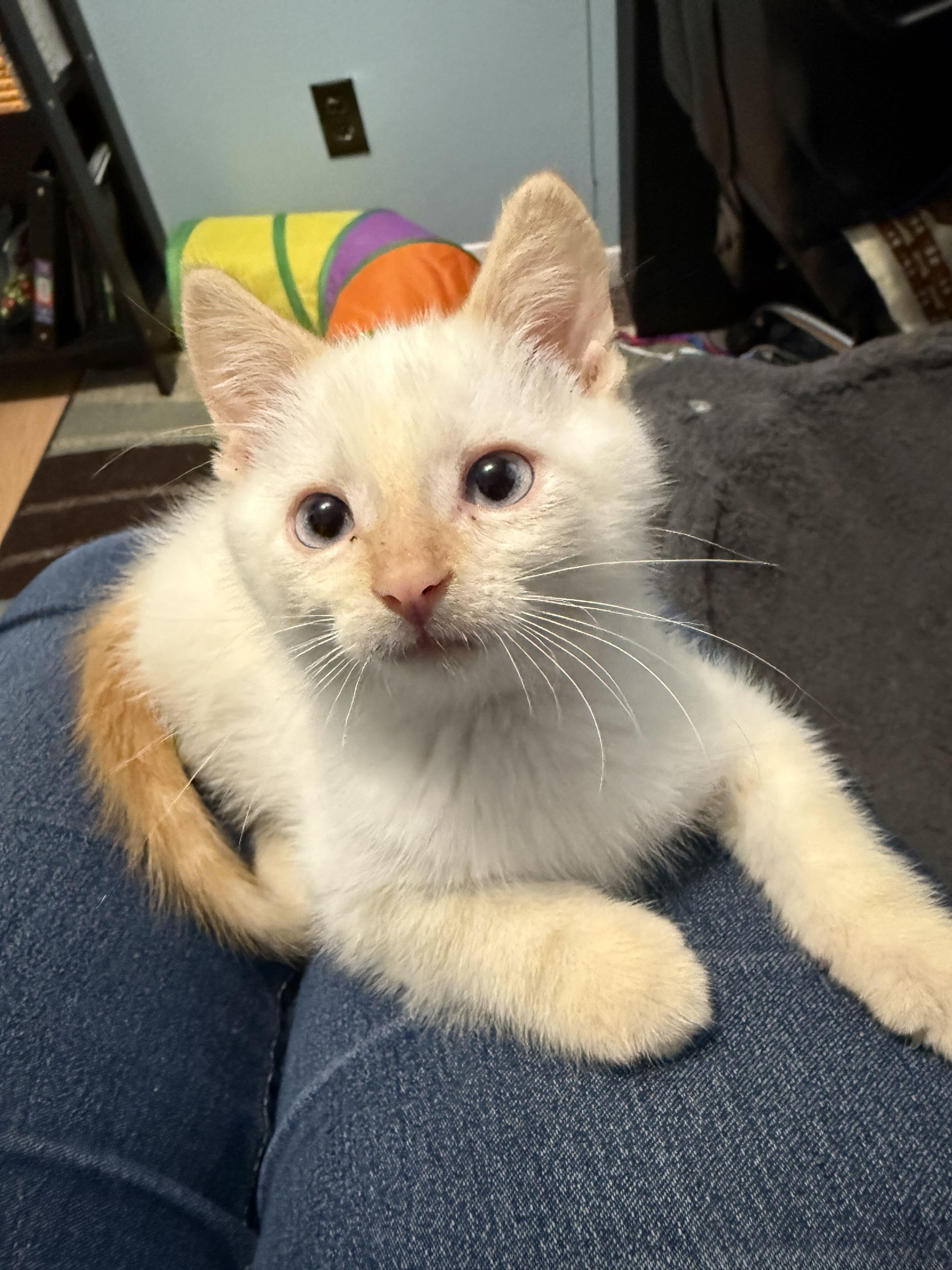 Enlarge Yuki, an adopted Domestic Short Hair in Wakefield, QC image 5/5