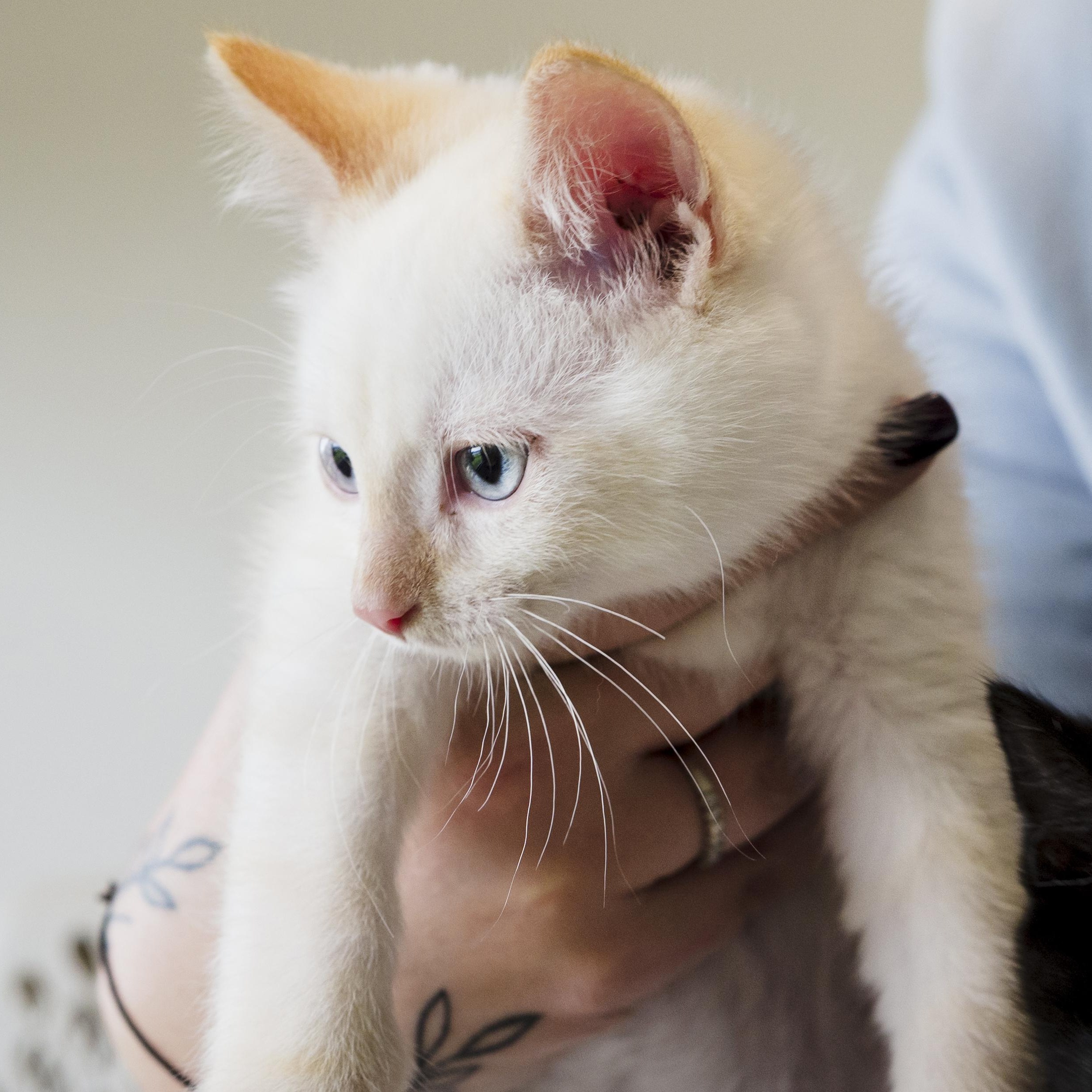 Enlarge Yuki, an adopted Domestic Short Hair in Wakefield, QC image 2/5