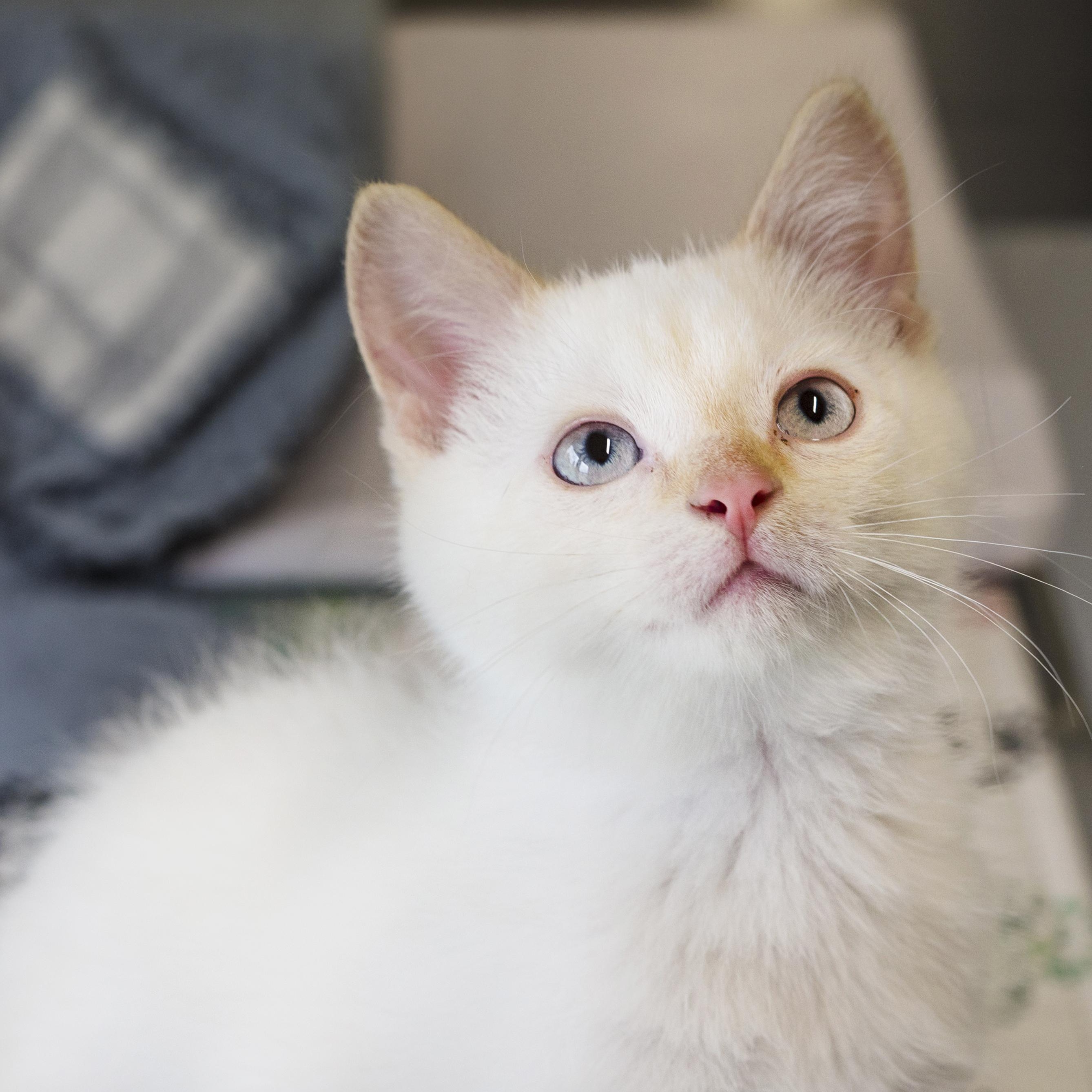 Enlarge Yuki, an adopted Domestic Short Hair in Wakefield, QC image 1/5