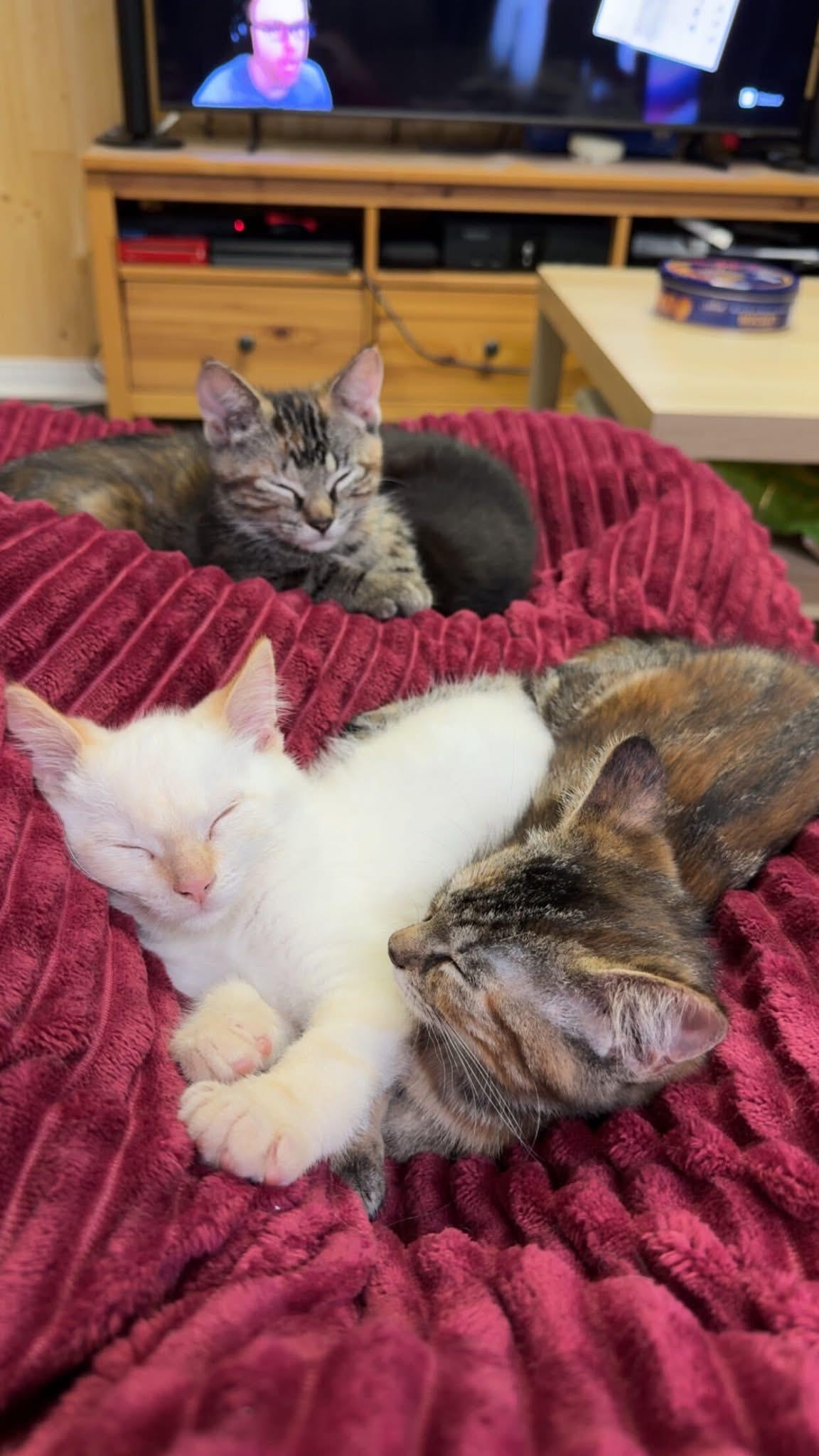 Enlarge Yuki, an adopted Domestic Short Hair in Wakefield, QC image 3/5