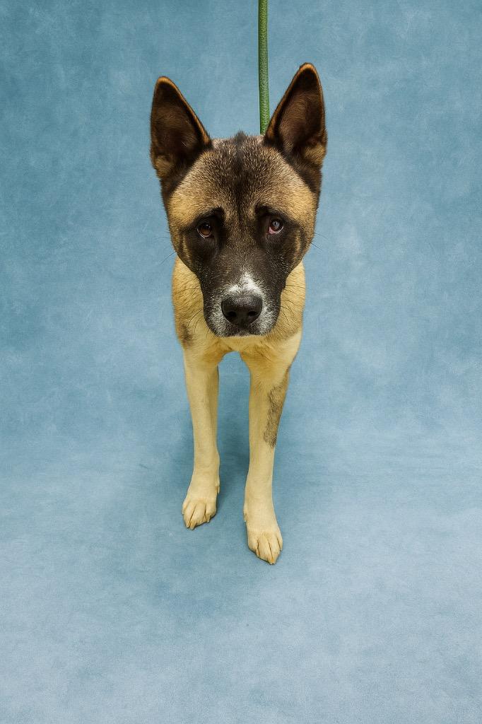 Rahja-Adoptable Awaiting S/N, Adoptable, Adult Female Mixed Breed.