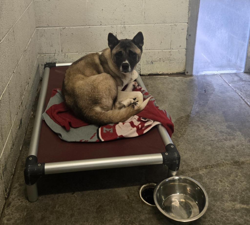 Rahja-Adoptable Awaiting S/N, a Adoptable mixed breed in Chickamauga , GA image 2/3